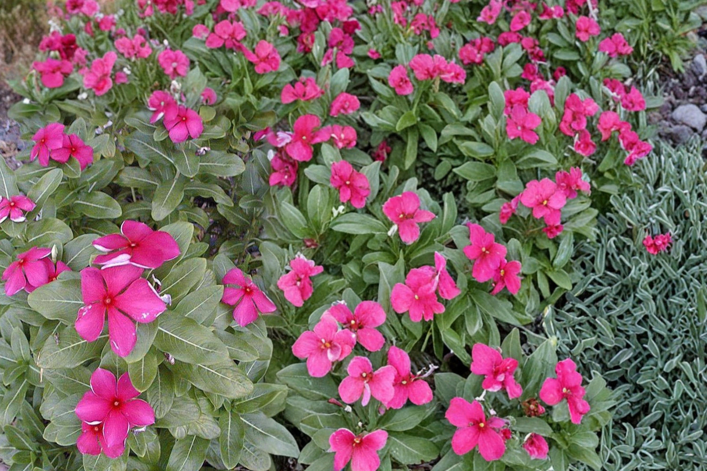 Madagascar Periwinkle Seeds 100 Count - Pink White Red Flowers - Catharanthus roseus - Annual Flowering Plant for Garden