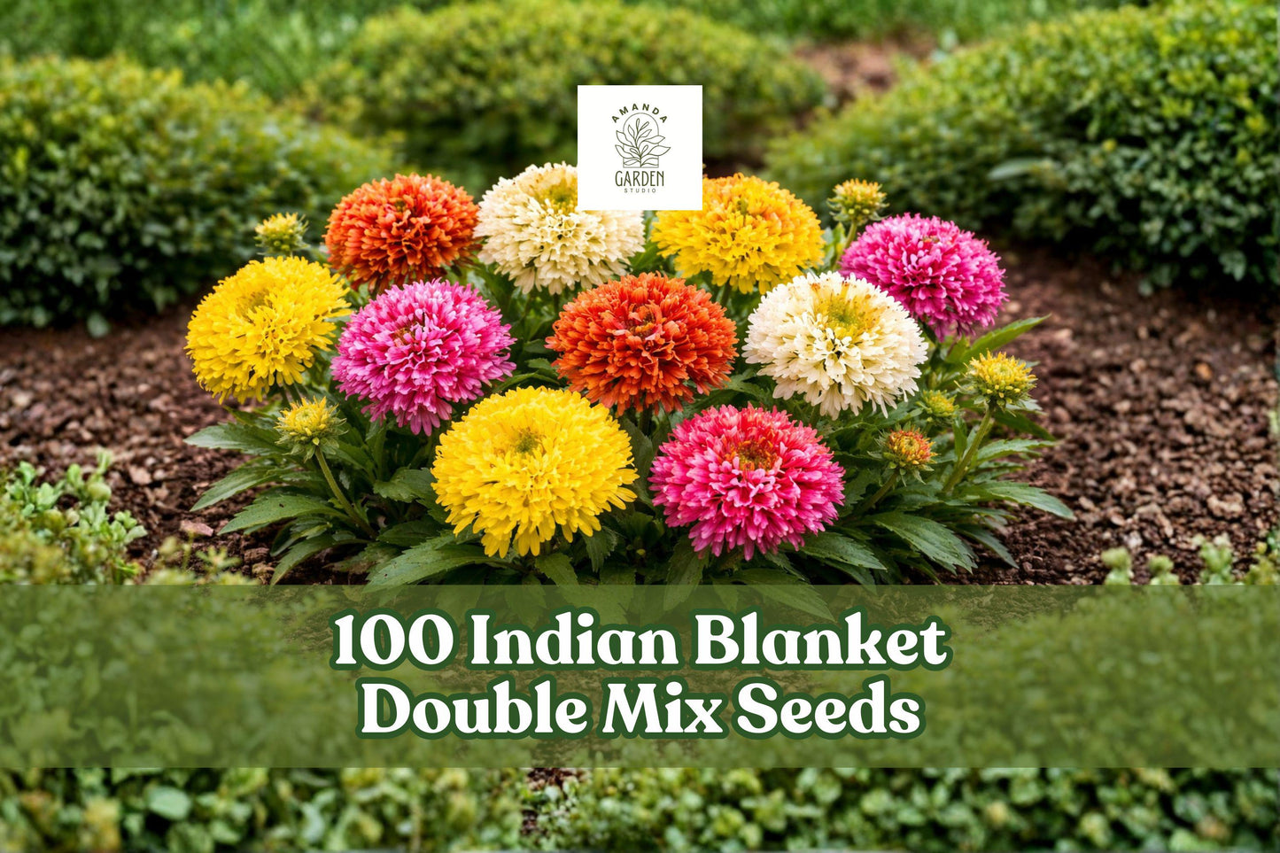 Indian Blanket Seeds - 100 Count Double Mix - Gaillardia pulchella - Red & Yellow Wildflower - Pollinator Friendly Garden Seeds