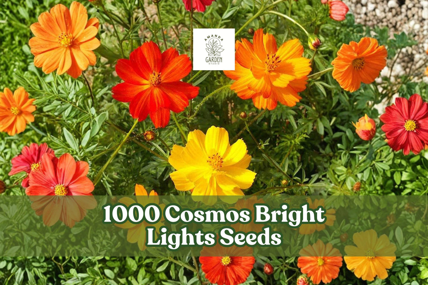1000 Cosmos Bright Lights Seeds - Mixed Color Flower Garden (Cosmos sulphureus) - Orange, Yellow, Gold Blooms for Pollinator Spaces
