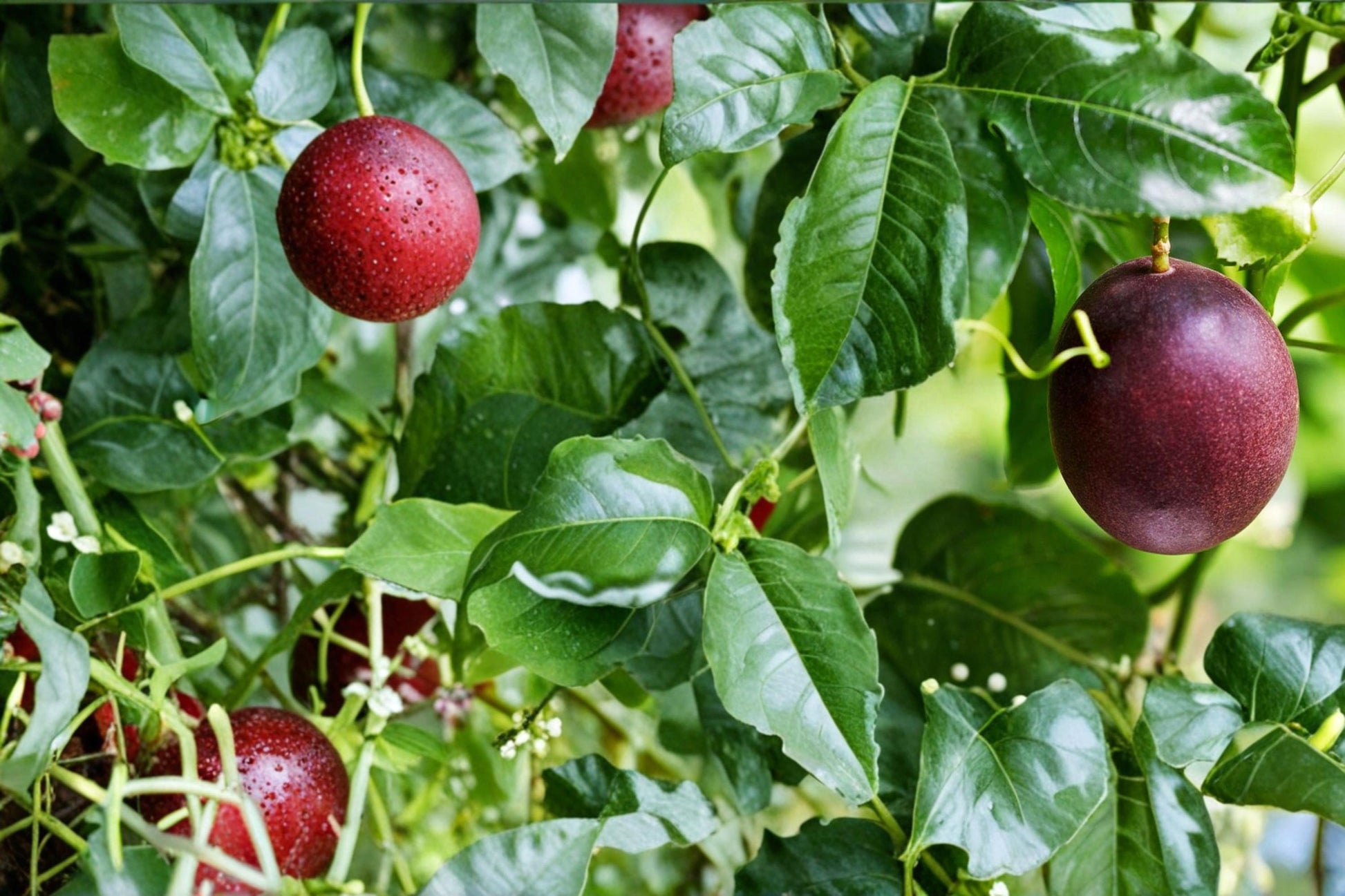 Passion Fruit Seeds - 10 Pack - Tropical Climbing Vine - Edible Purple Fruit - Passiflora edulis - Perennial Garden Plant