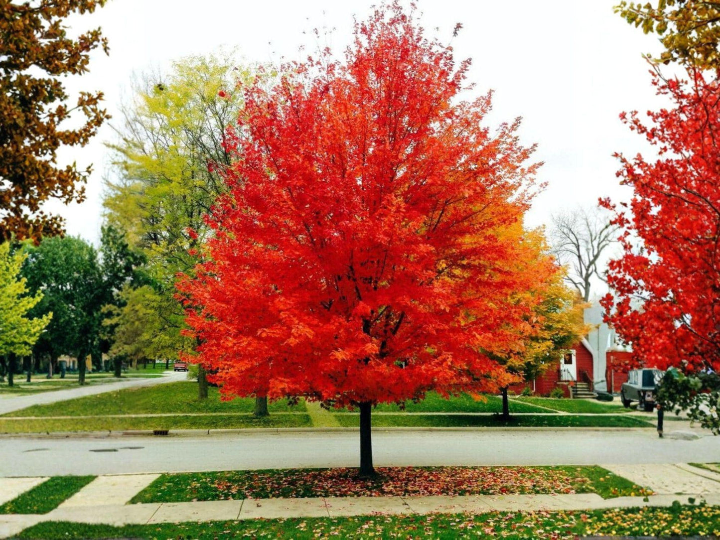 Red Maple Plants - 2 Bare Root Trees 1–3 Ft - Acer rubrum - Fast Growing Deciduous Shade Tree with Vibrant Seasonal Color