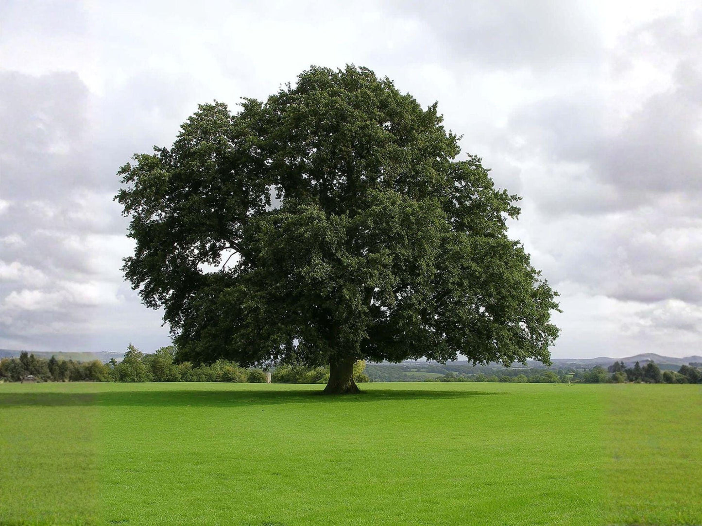 Water Oak Plants - 2 Bare Root Trees 1-3 Ft - Quercus nigra - Fast-Growing Deciduous Shade Tree for Landscaping