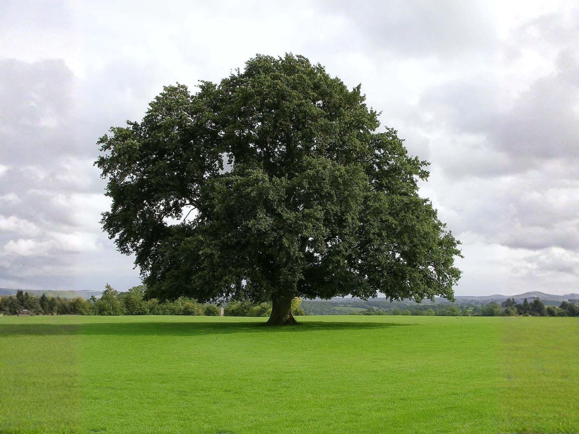 Water Oak Plants - 2 Bare Root Trees 1-3 Ft - Quercus nigra - Fast-Growing Deciduous Shade Tree for Landscaping