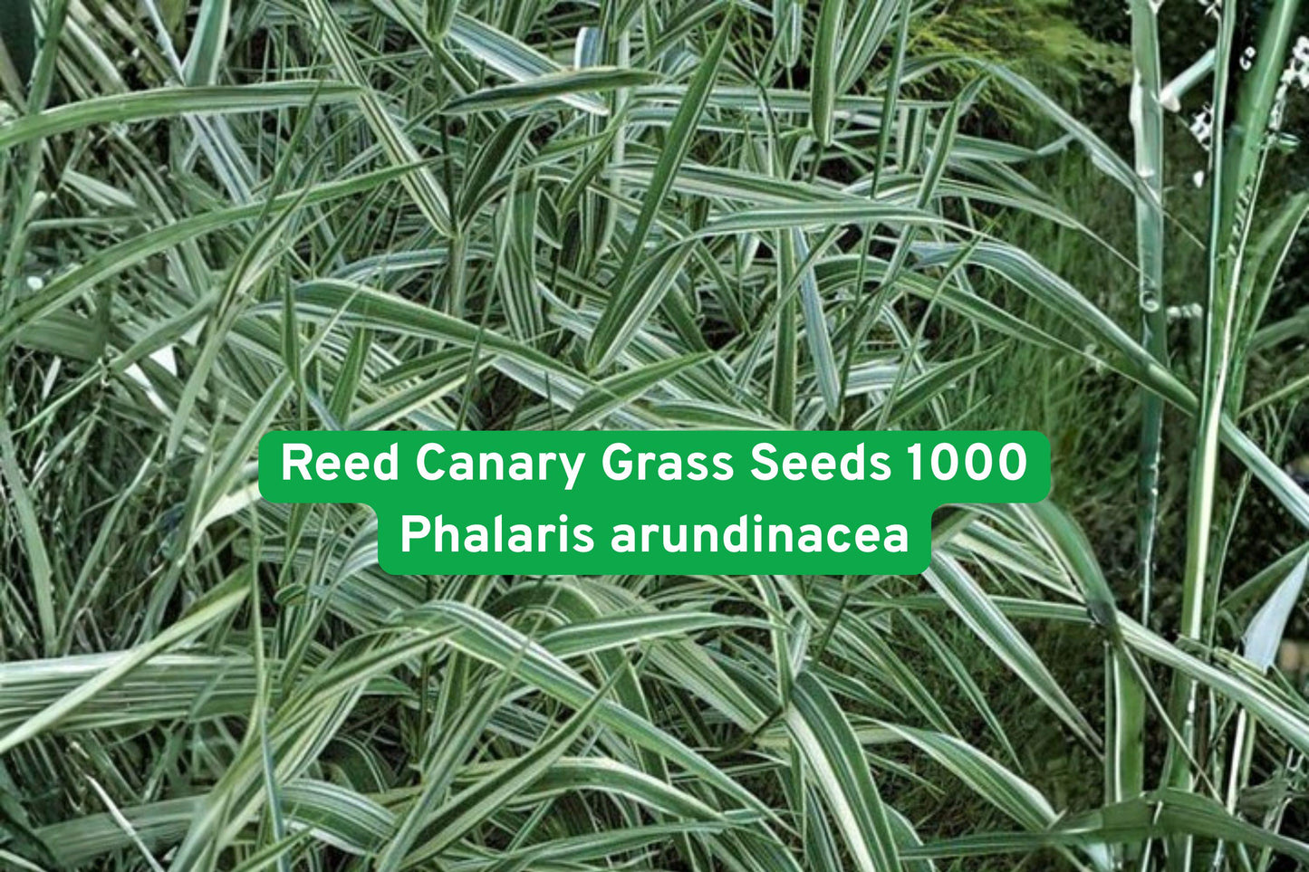 Reed Canary Grass Seeds 1000 - Phalaris arundinacea - Hardy Wetland Ornamental Grass for Erosion Control and Landscaping