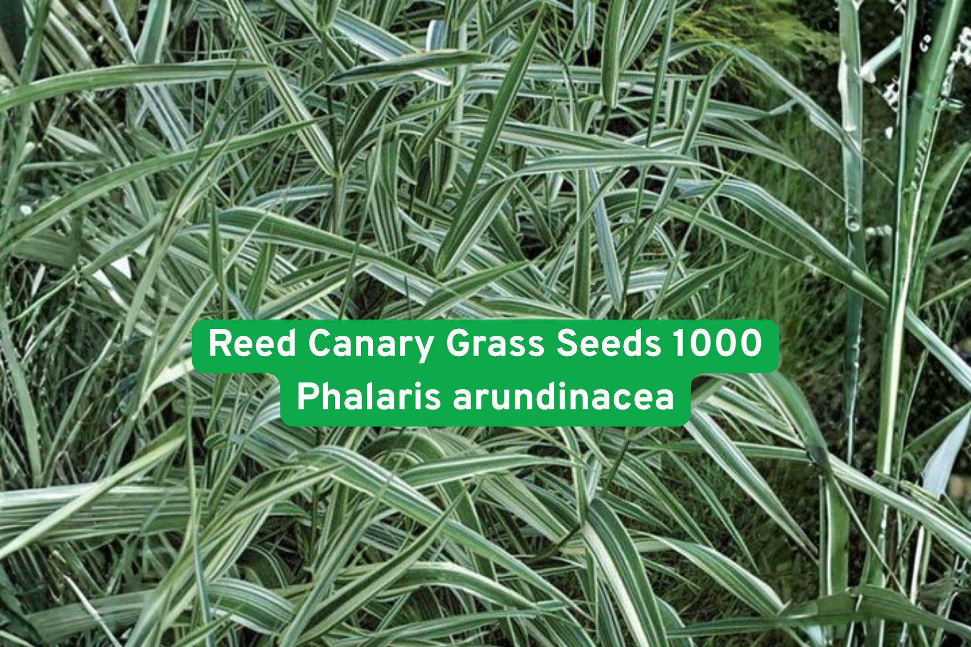Reed Canary Grass Seeds 1000 - Phalaris arundinacea - Hardy Wetland Ornamental Grass for Erosion Control and Landscaping