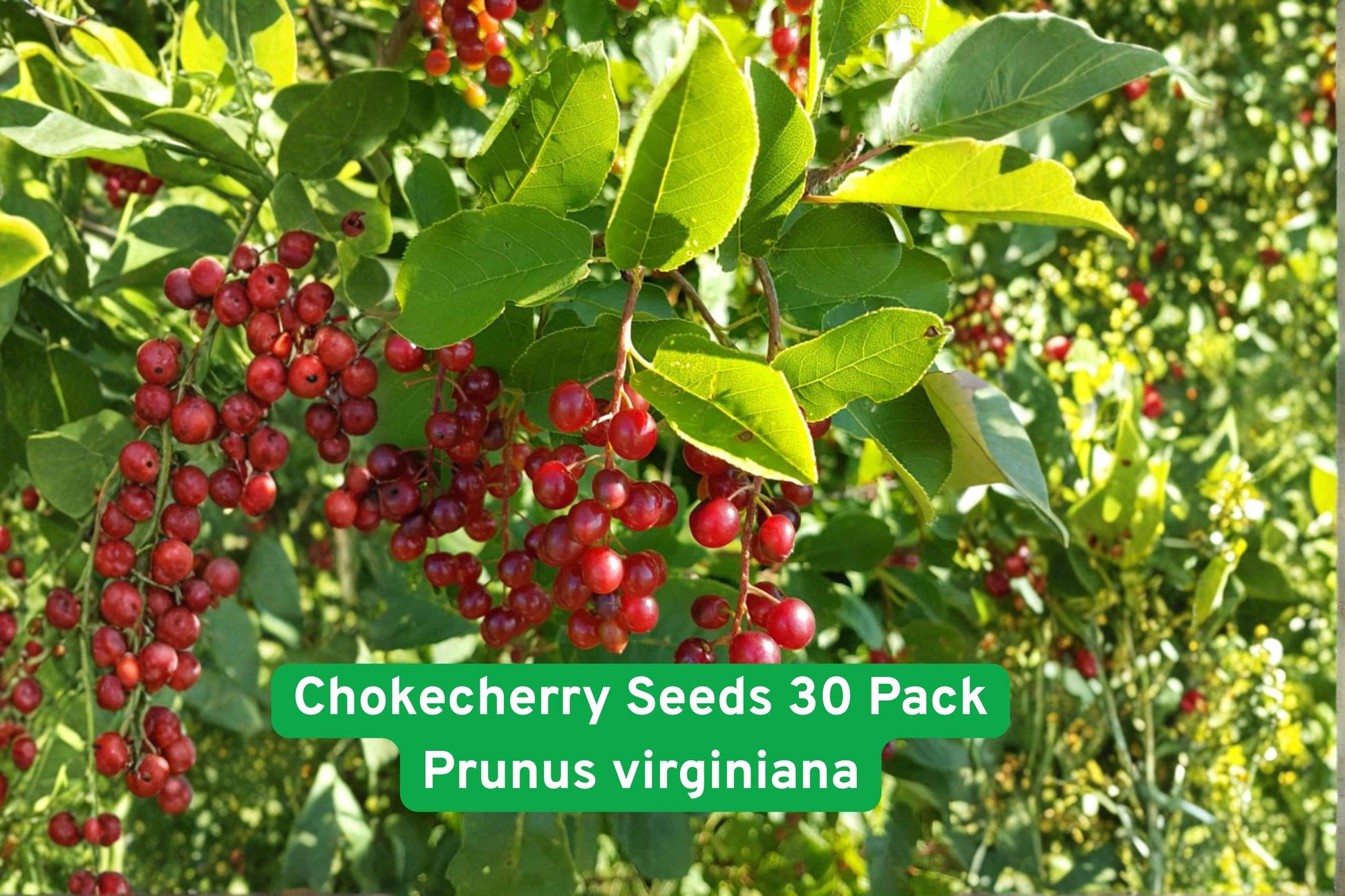 Chokecherry Seeds 30 Pack, Edible Fruit Variety, Prunus virginiana, Cold Hardy, Antioxidant-Rich Berries for Jam and Jelly