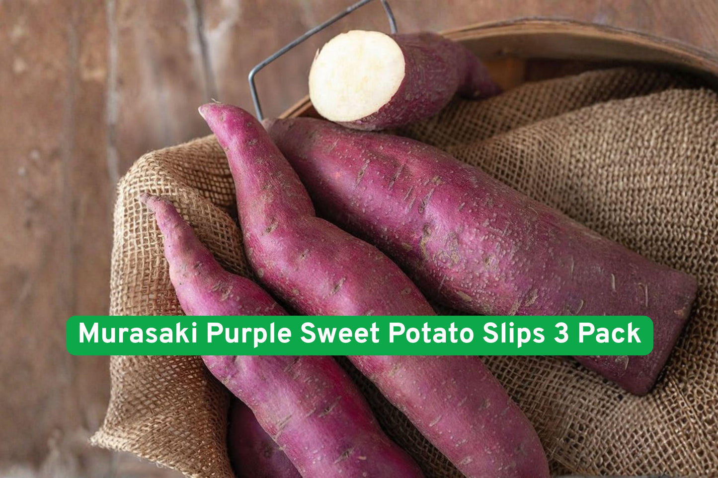 Murasaki Purple Sweet Potato Slips 3 Pack - Ipomoea batatas, Edible Garden, High-Yield, Easy to Grow, Unique Purple Variety
