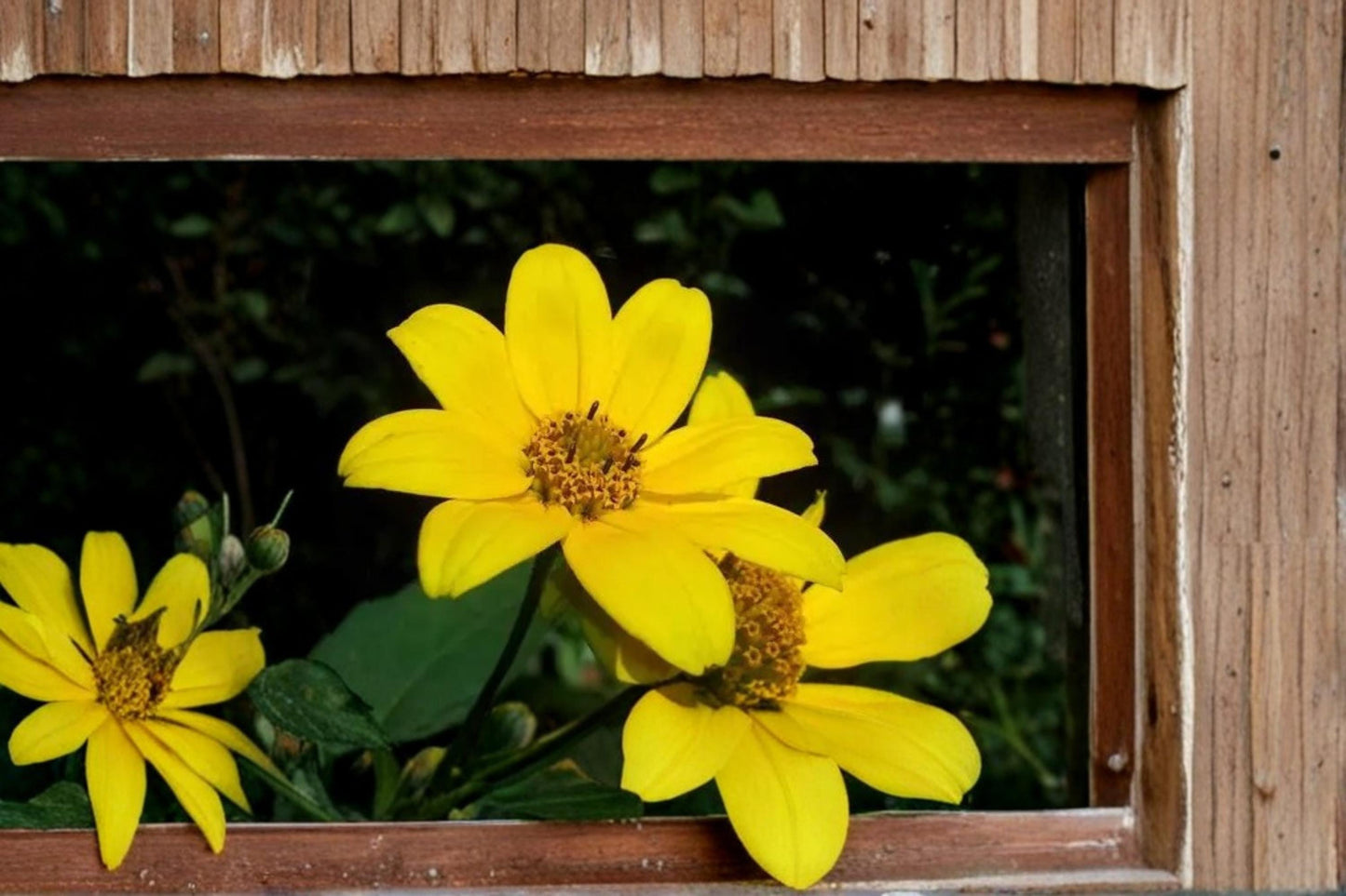 Swamp Marigold Seeds - 30 Pack Yellow Wildflower - Bidens aristosa - Annual Herbaceous Plant for Wetlands & Borders