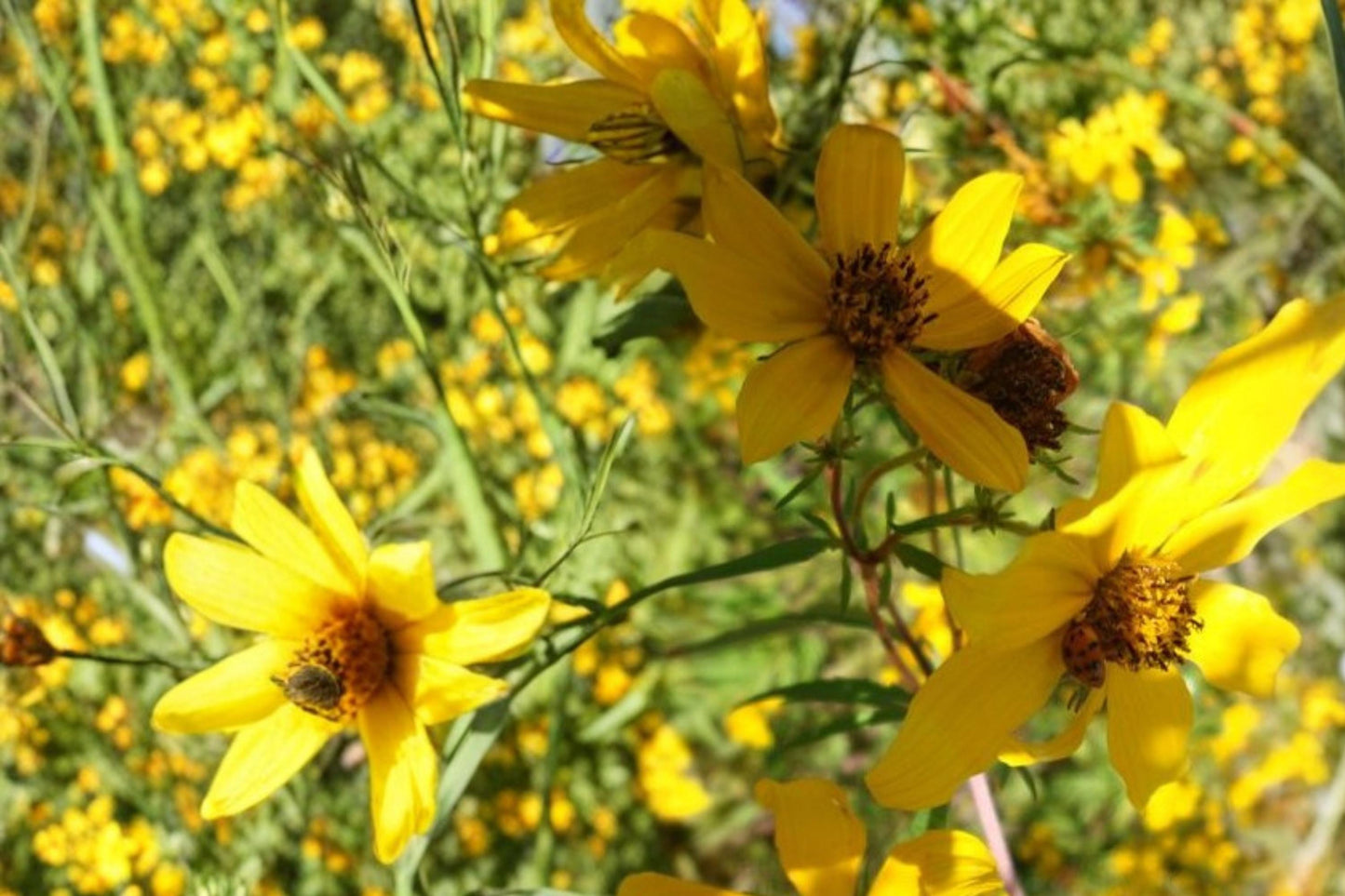 Bearded Beggarticks Seeds - 30 Yellow Wildflower Seeds - Bidens polylepis - Annual Herbaceous Plant for Wetlands and Borders