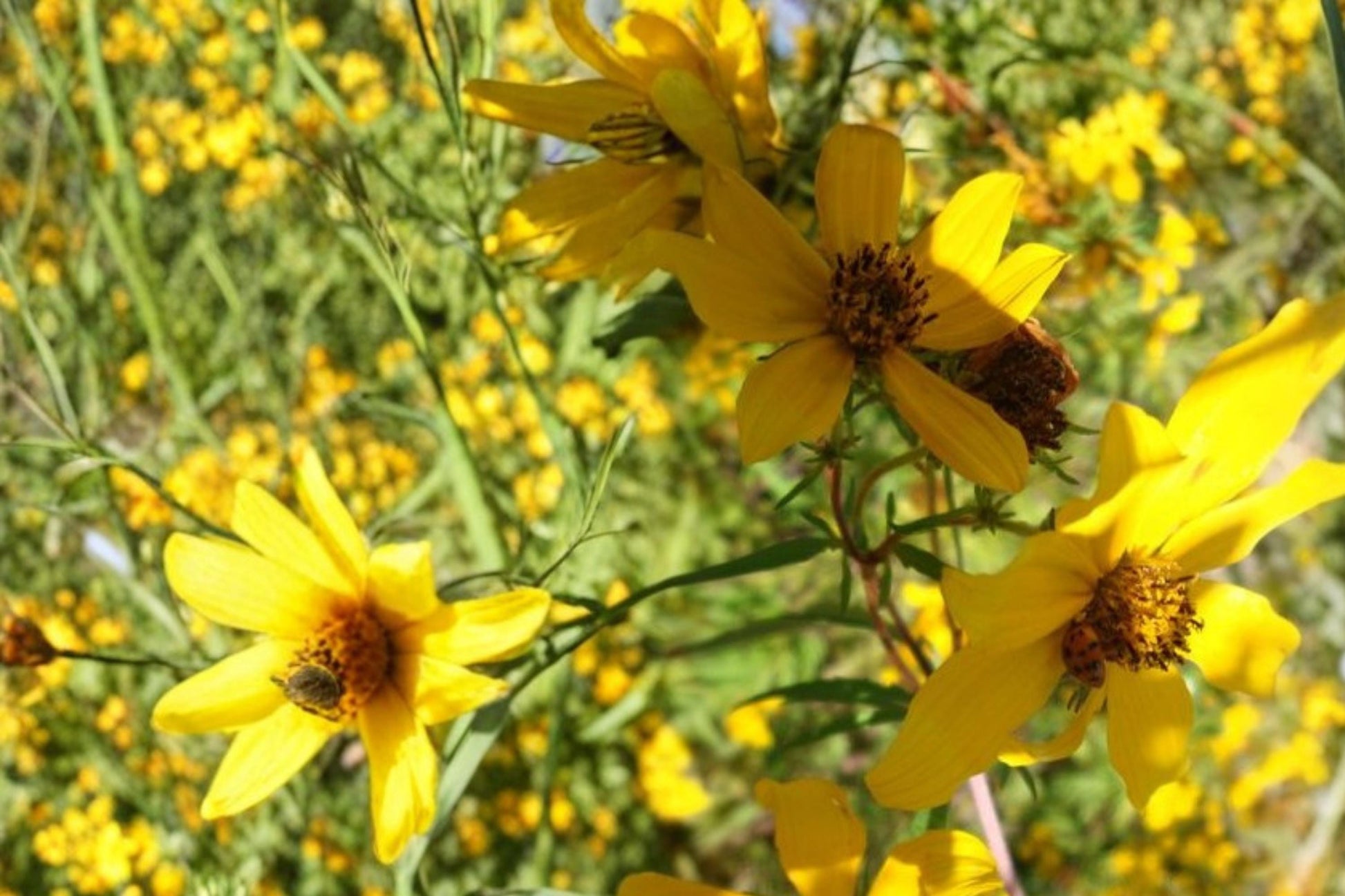 Bearded Beggarticks Seeds - 30 Yellow Wildflower Seeds - Bidens polylepis - Annual Herbaceous Plant for Wetlands and Borders