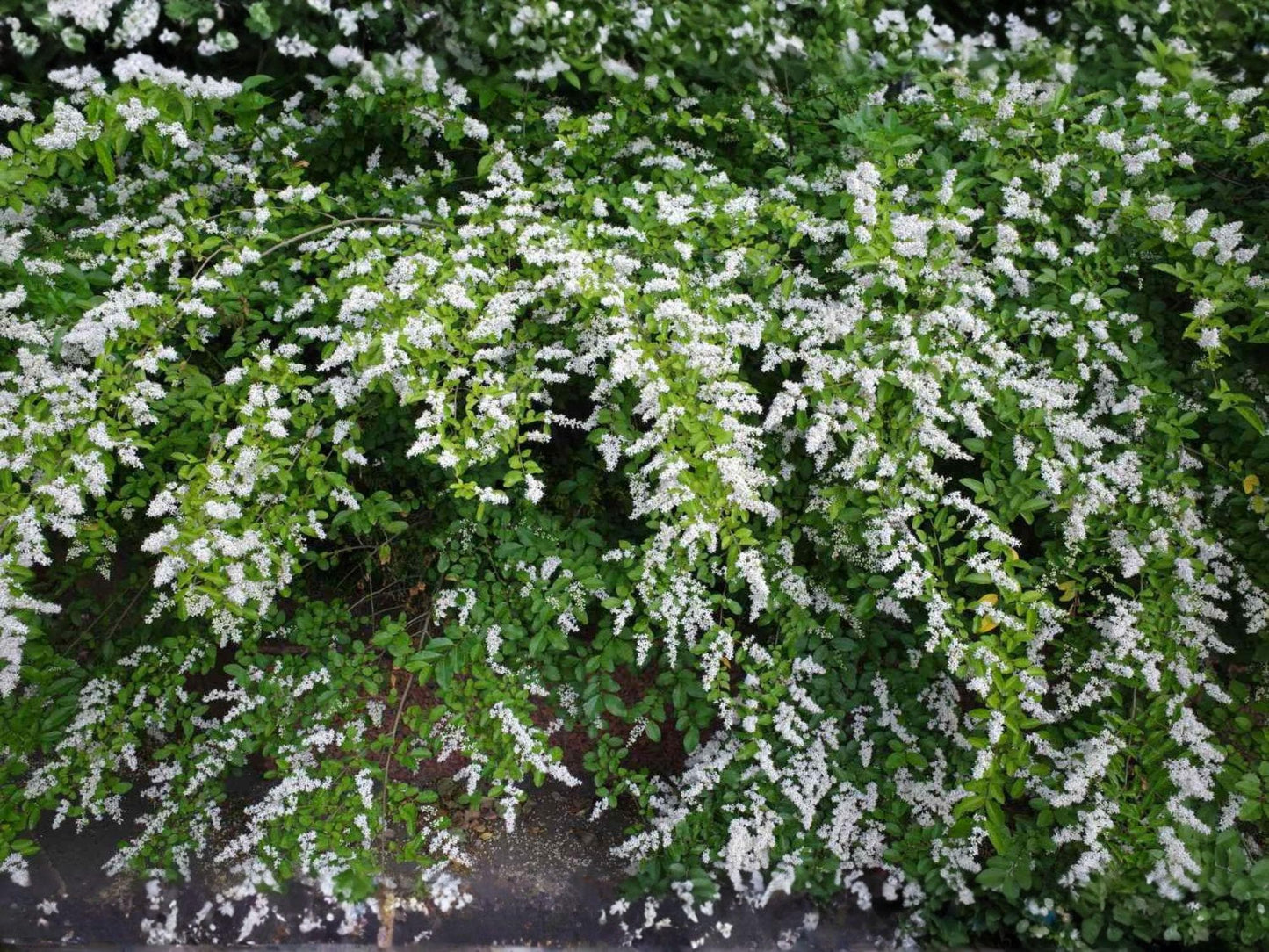 Chinese Privet Cuttings 9 Pack 6 Inch White Flowers Ligustrum sinense Fast-Growing Evergreen Shrub for Hedges and Landscaping