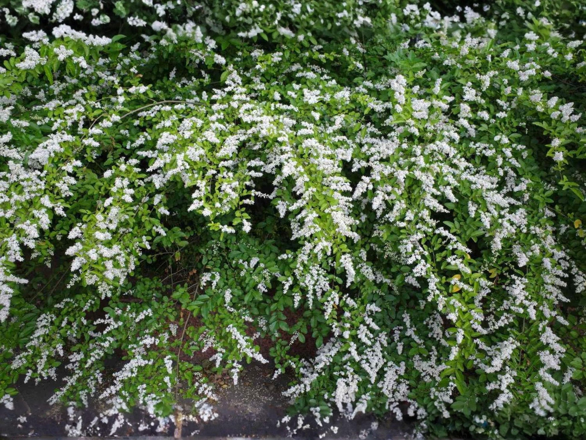 Chinese Privet Cuttings 9 Pack 6 Inch White Flowers Ligustrum sinense Fast-Growing Evergreen Shrub for Hedges and Landscaping