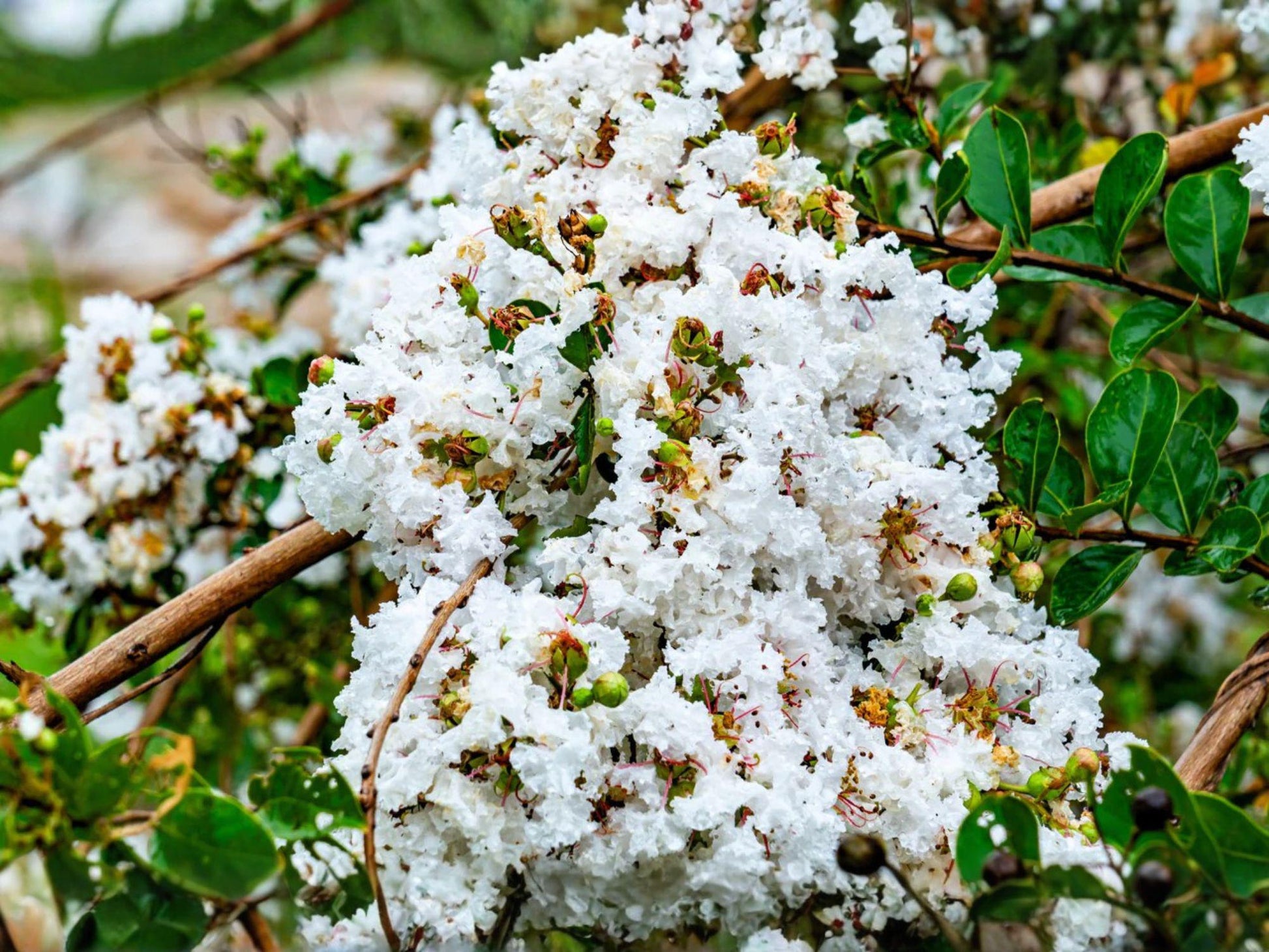 White Crepe Myrtle Plants 6 Inch Lagerstroemia indica Flowering Shrub - 2 Live Starter Plants for Garden or Container