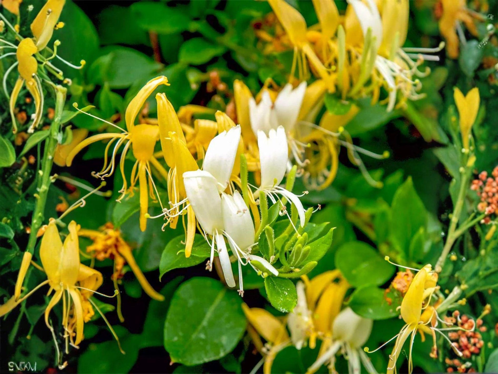 Halls Honeysuckle Plants - 4 Live 6 Inch Lonicera japonica White Yellow Vine for Trellis Garden, Fragrant Climbing Plant