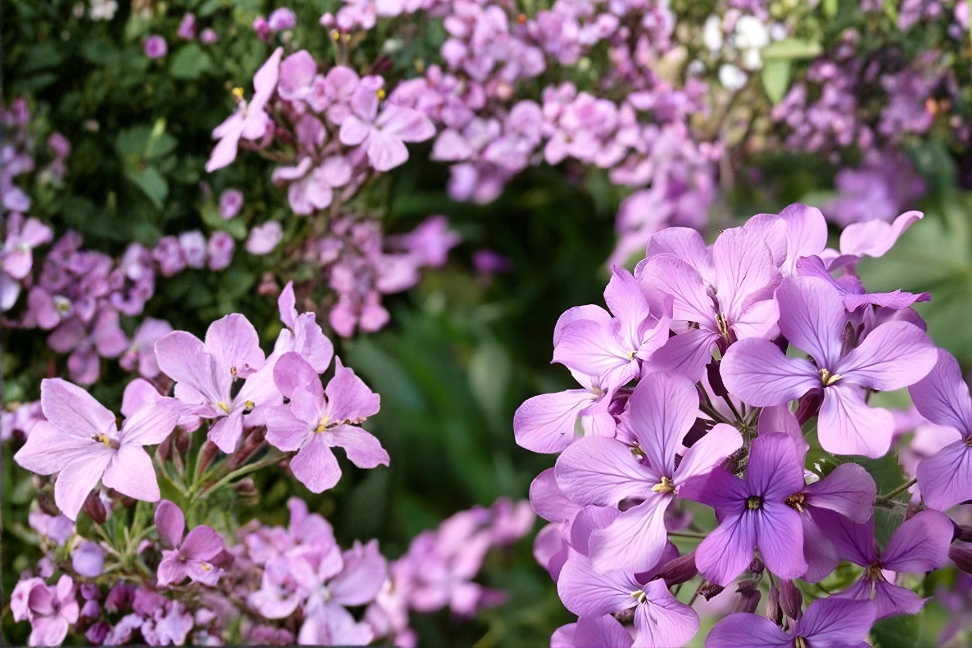 Evening Scented Stock Seeds (100) - Fragrant Purple, Pink, White Blooms - Matthiola longipetala - Perfect for Moon Gardens