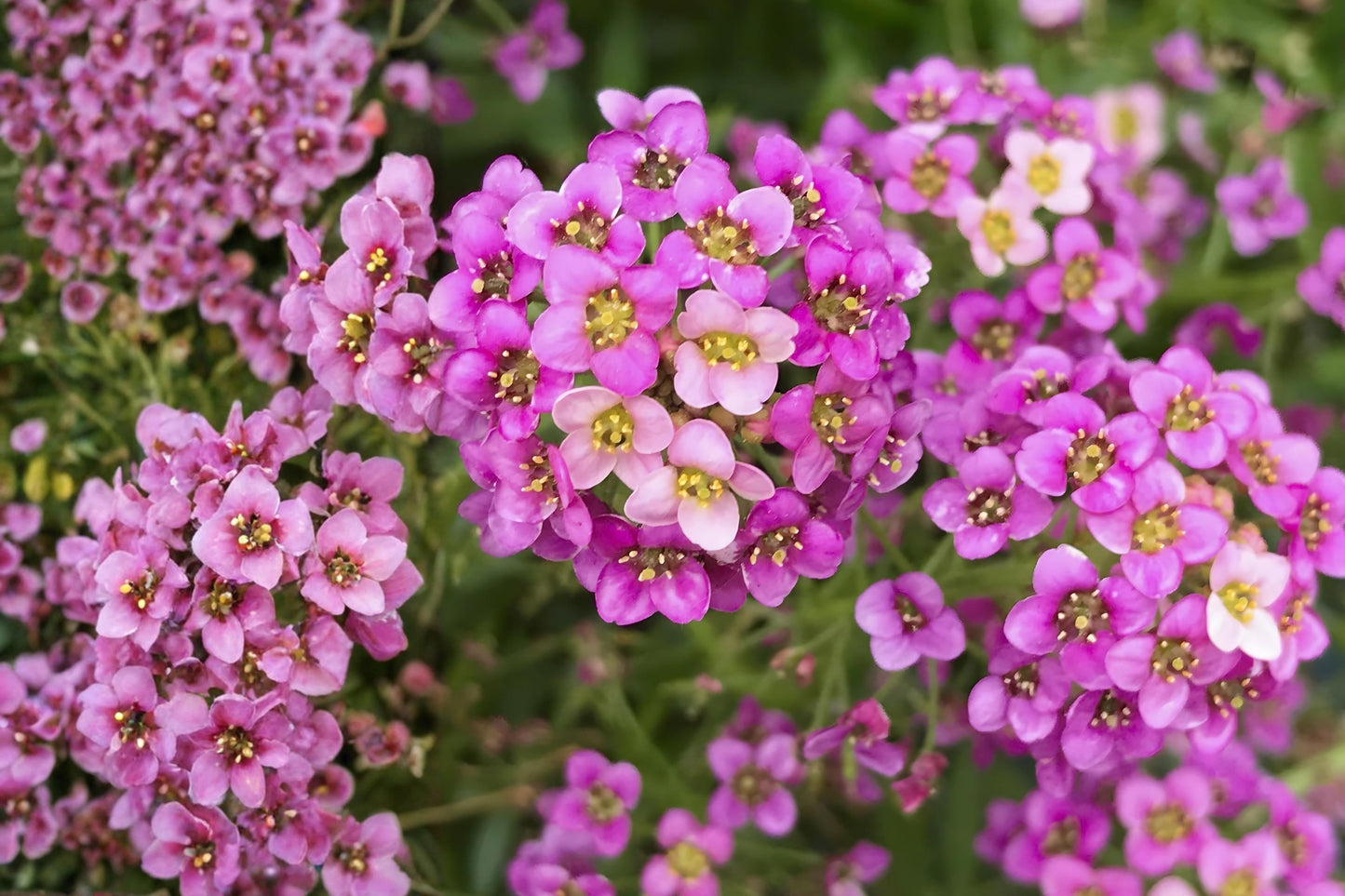 Dwarf Pink Sweet Alyssum Seeds (100) | Fragrant Low-Growing Flowering Plant | Lobularia maritima
