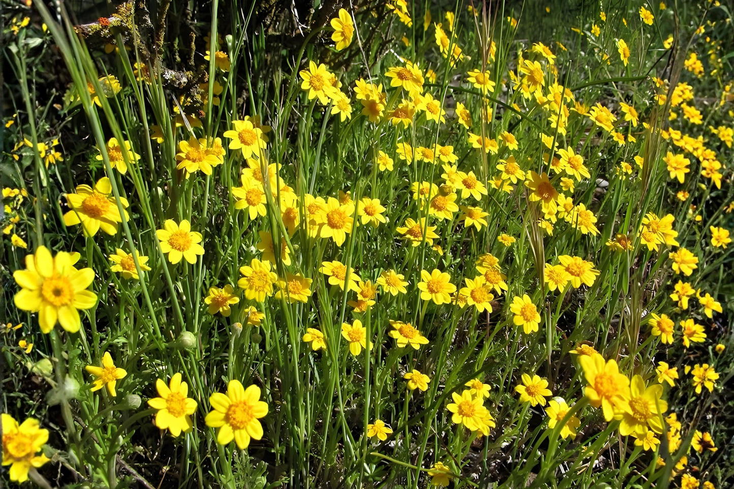 Goldfields Yellowray Seeds (100) | Bright Yellow Wildflower | Lasthenia glabrata | Perfect for Pollinator Gardens