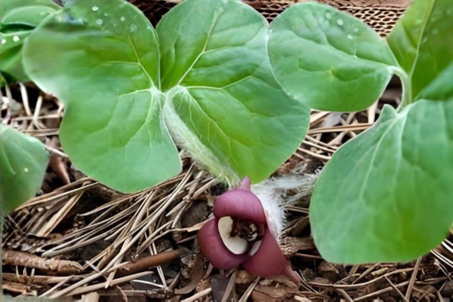 Wild Ginger Seeds (10) | Asarum canadense | Rare Shade Garden Ground Cover | Native Woodland Plant
