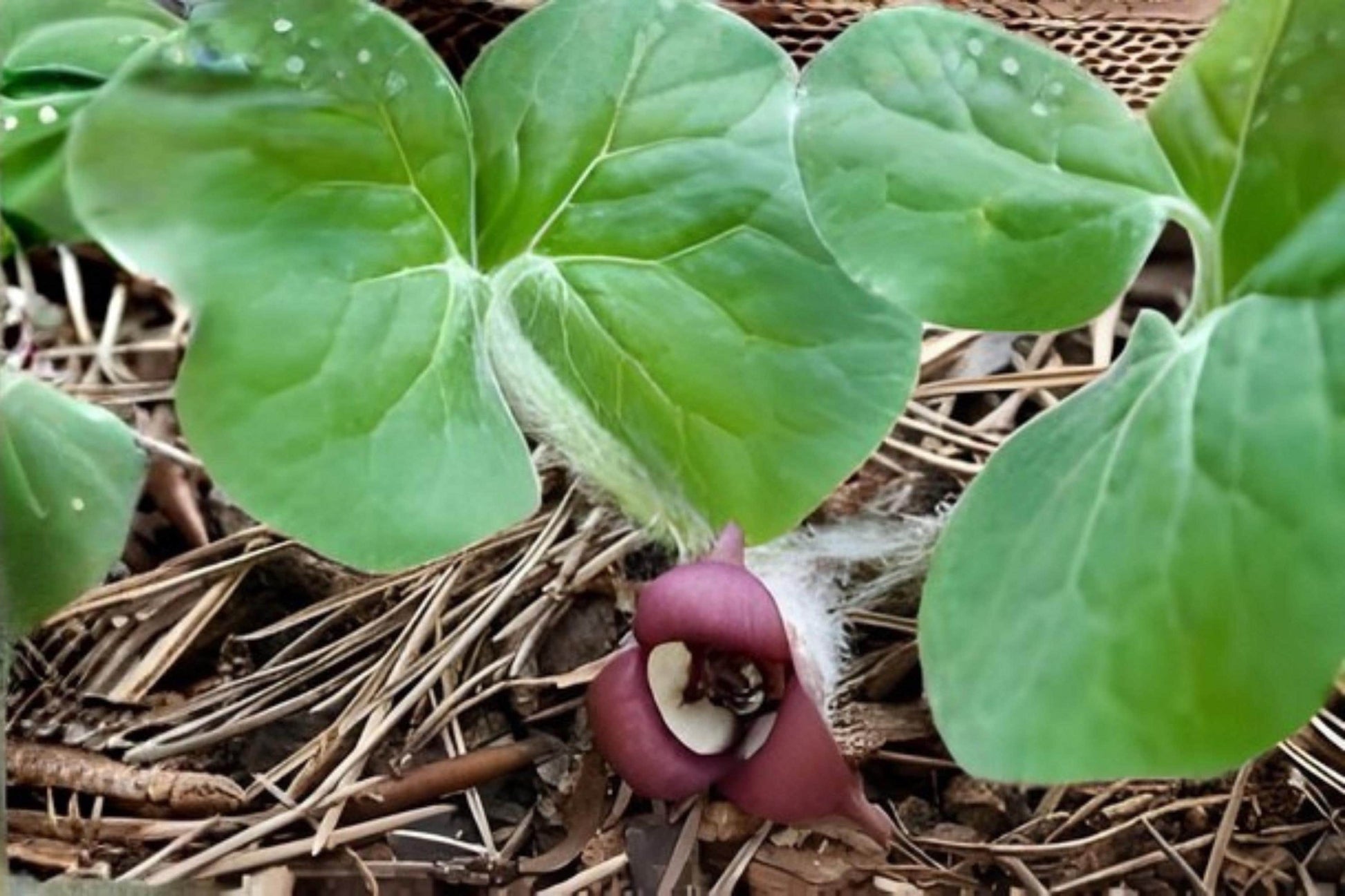Wild Ginger Seeds (10) | Asarum canadense | Rare Shade Garden Ground Cover | Native Woodland Plant
