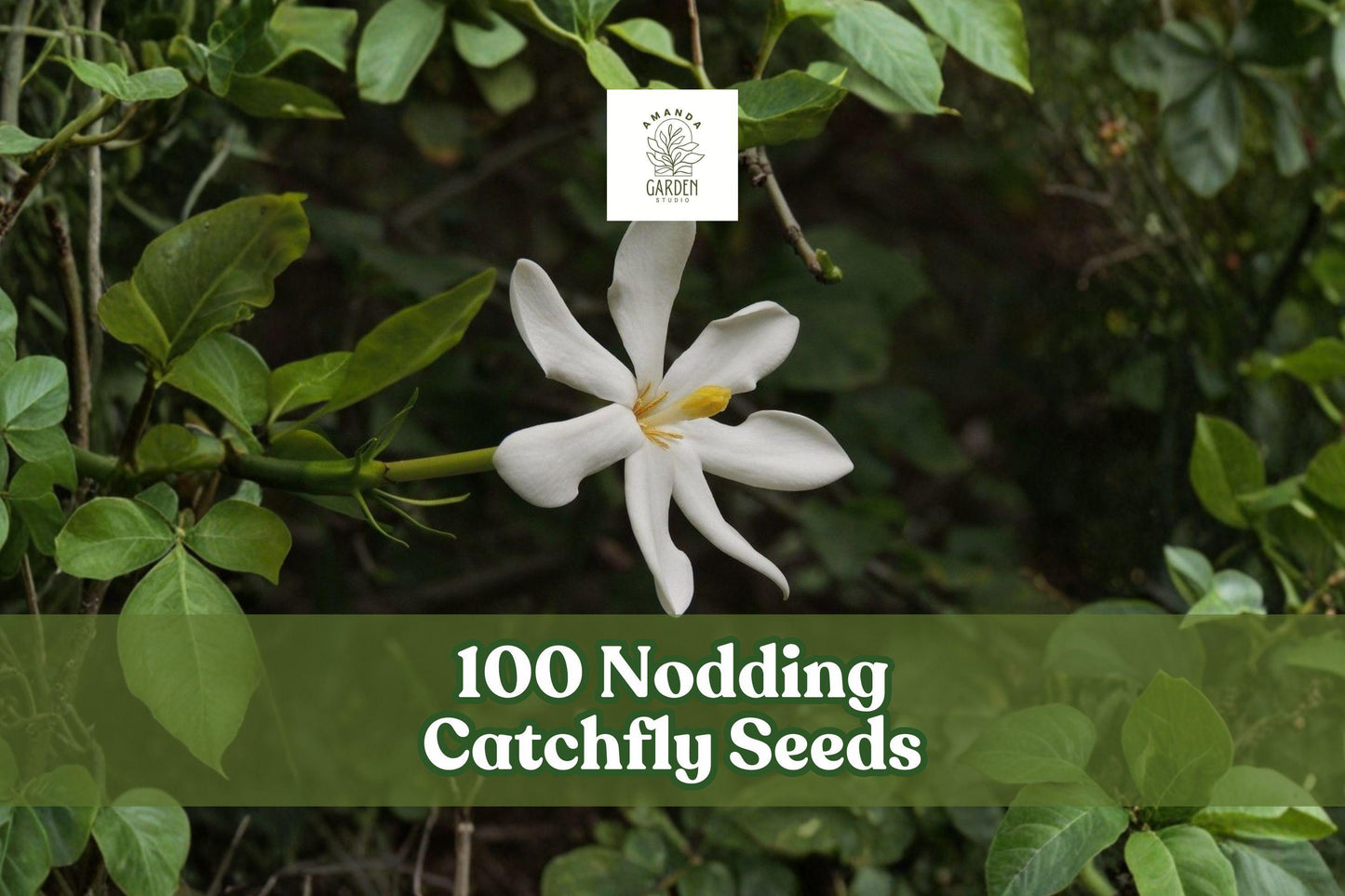 100 Nodding Catchfly Seeds - Pink Flower, Silene pendula - Trailing Annual for Containers & Borders, Easy to Grow