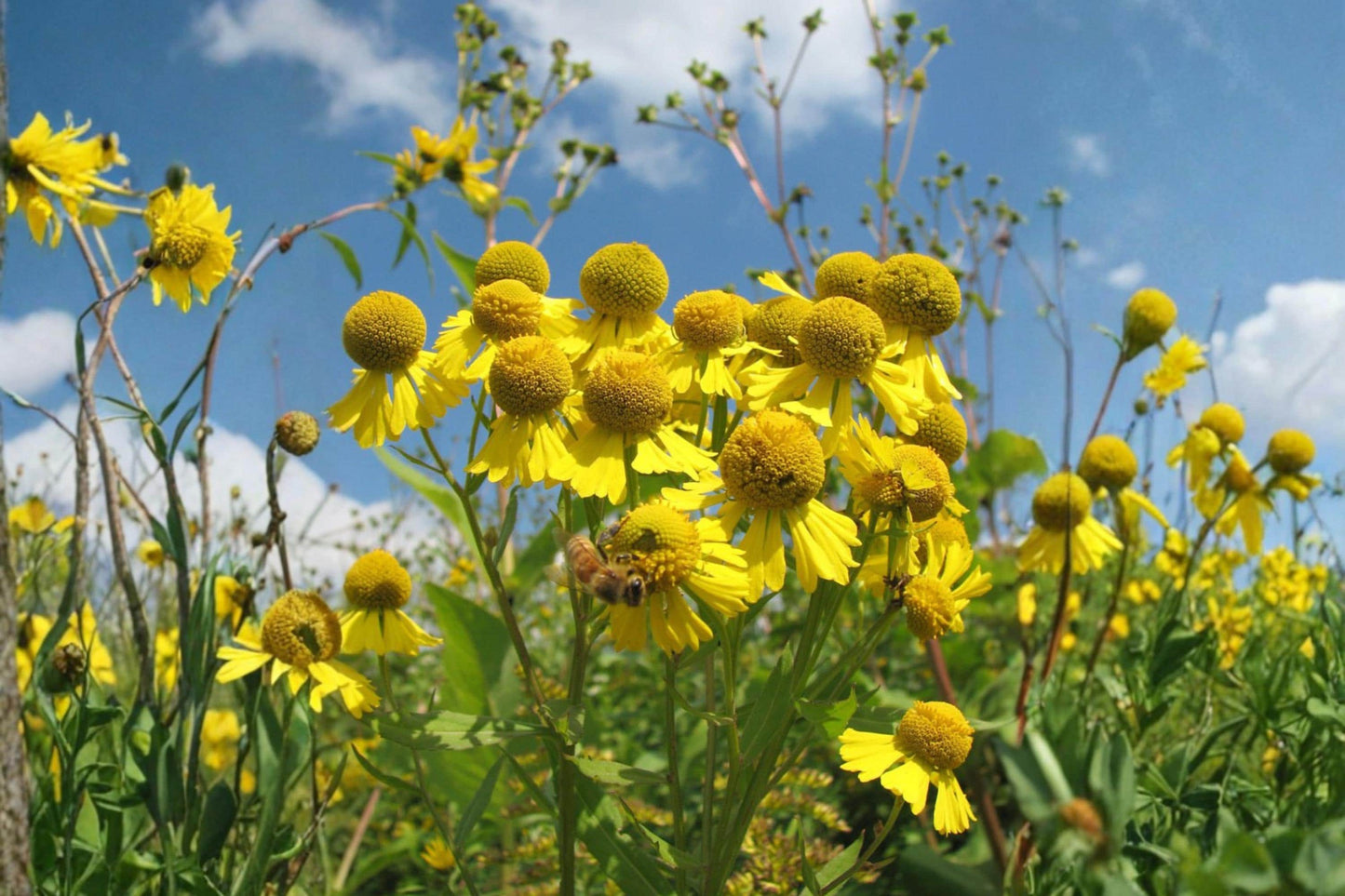 Autumn Sneezeweed Seeds (100) | Helenium autumnale | Bright Golden-Yellow Wildflower for Pollinator Gardens
