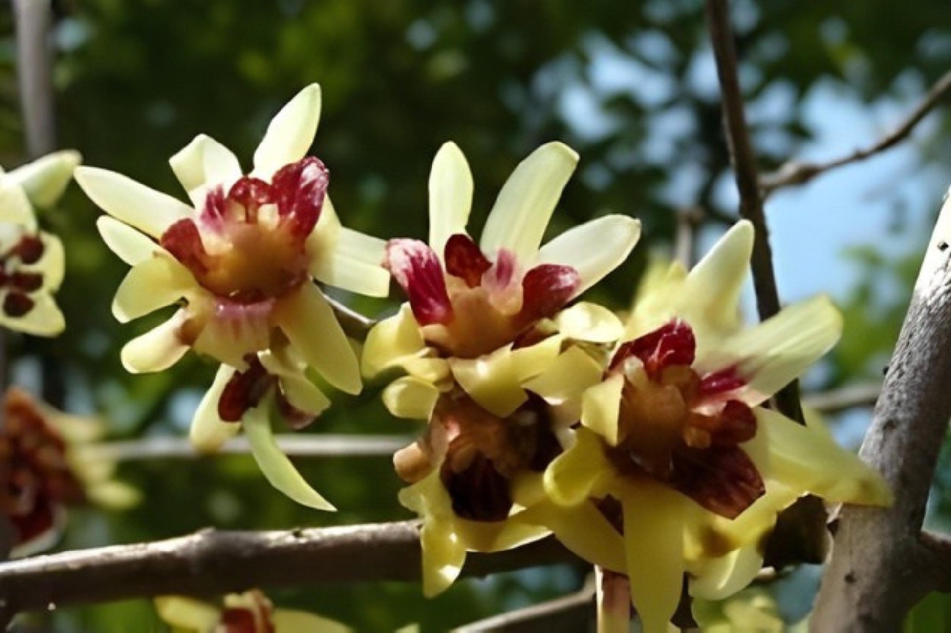 Fragrant Wintersweet Seeds (10) - Rare Chimonanthus praecox - Ornamental Shrub with Yellow Winter Blooms