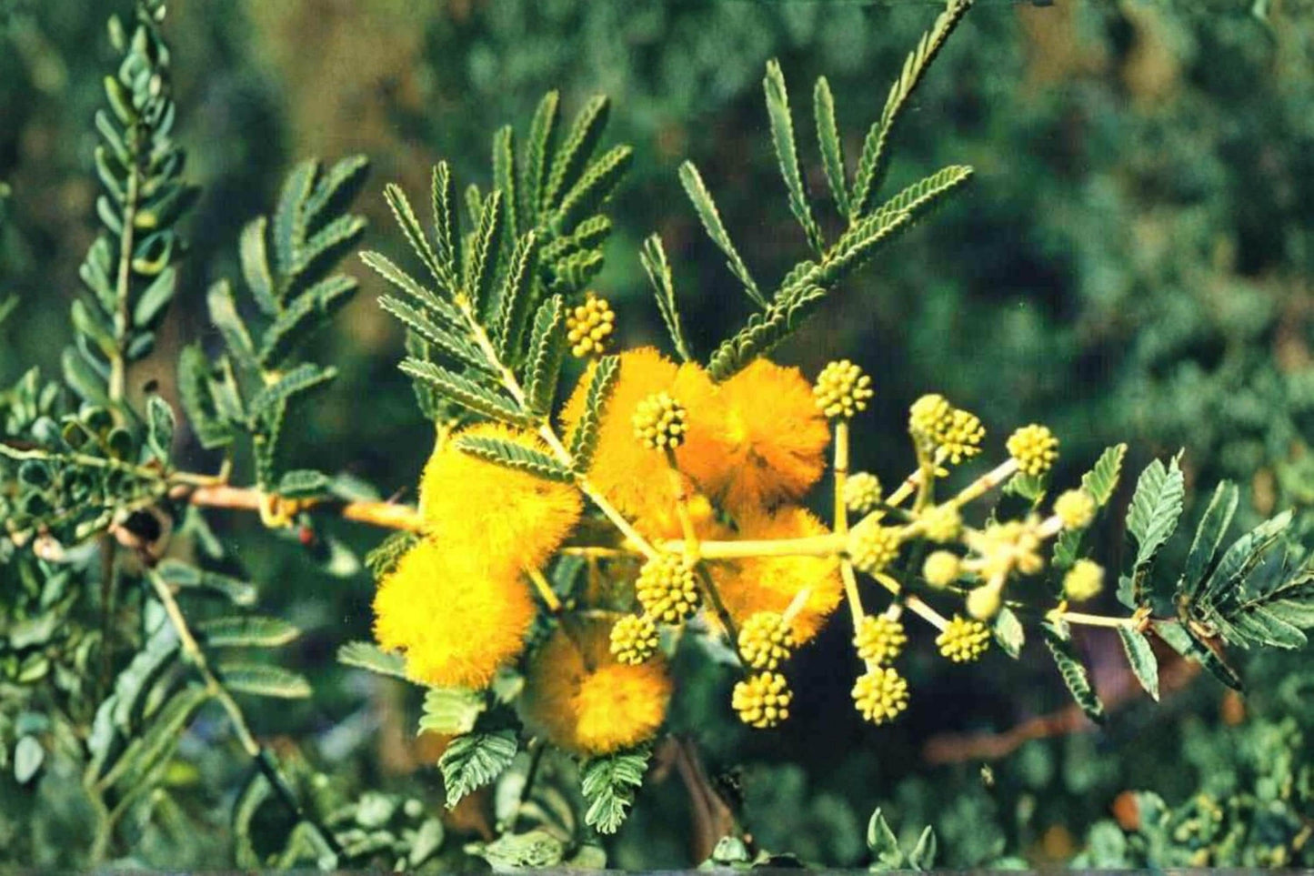 Babul Tree Seeds - 5 Seeds - Vachellia nilotica - Thorny, Drought Tolerant, Yellow Flowering, Gum Arabic Tree, Hardy Plant