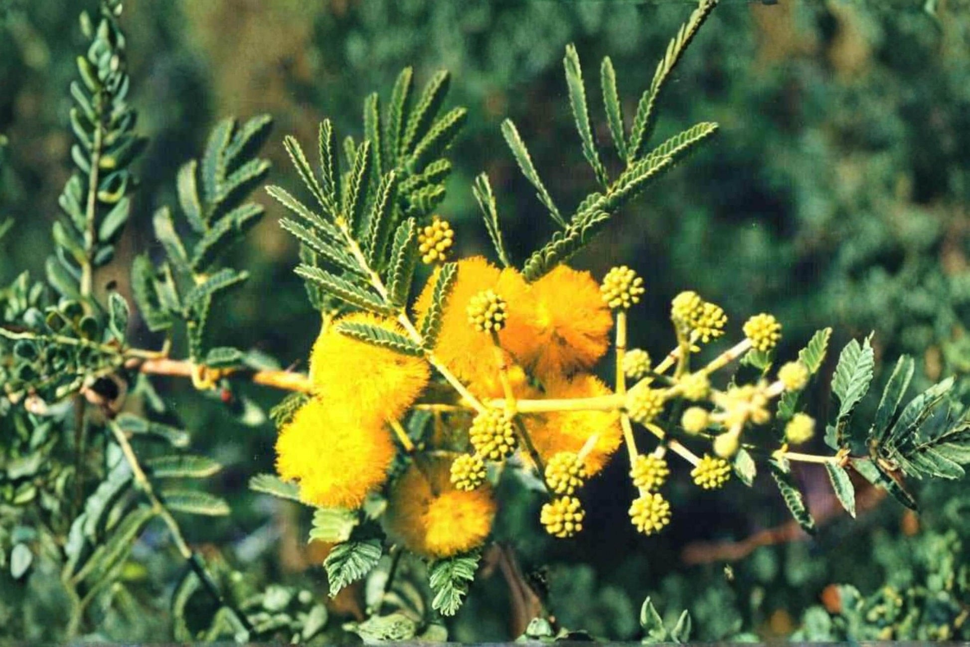 Babul Tree Seeds - 5 Seeds - Vachellia nilotica - Thorny, Drought Tolerant, Yellow Flowering, Gum Arabic Tree, Hardy Plant