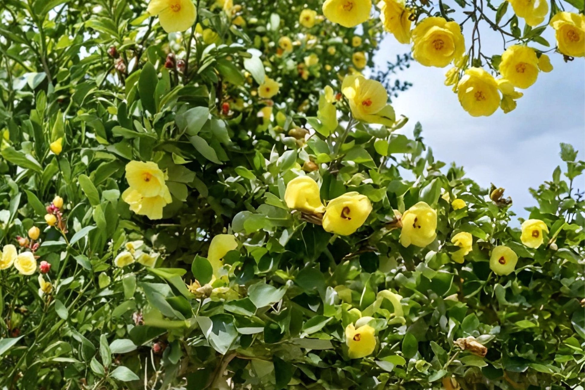 Hibiscus Seeds (10) | Yellow Rose of Sharon | Hardy Ornamental Shrub | Hibiscus hamabo