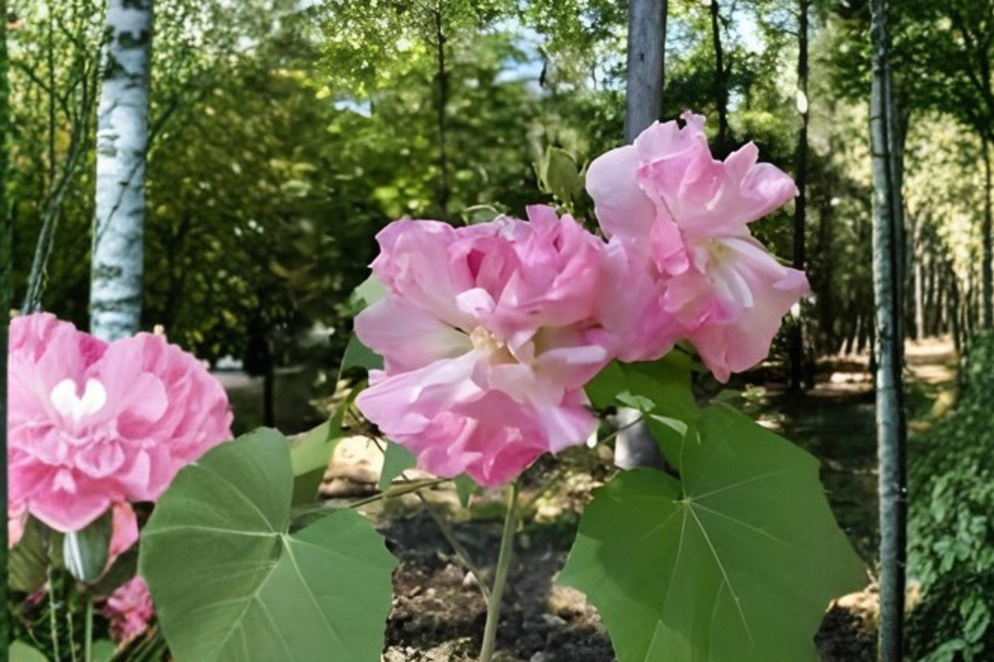 Hibiscus Seeds (10) - Confederate Rose, Color-Changing Blooms, Hibiscus paramutabilis - Tropical Garden Planting