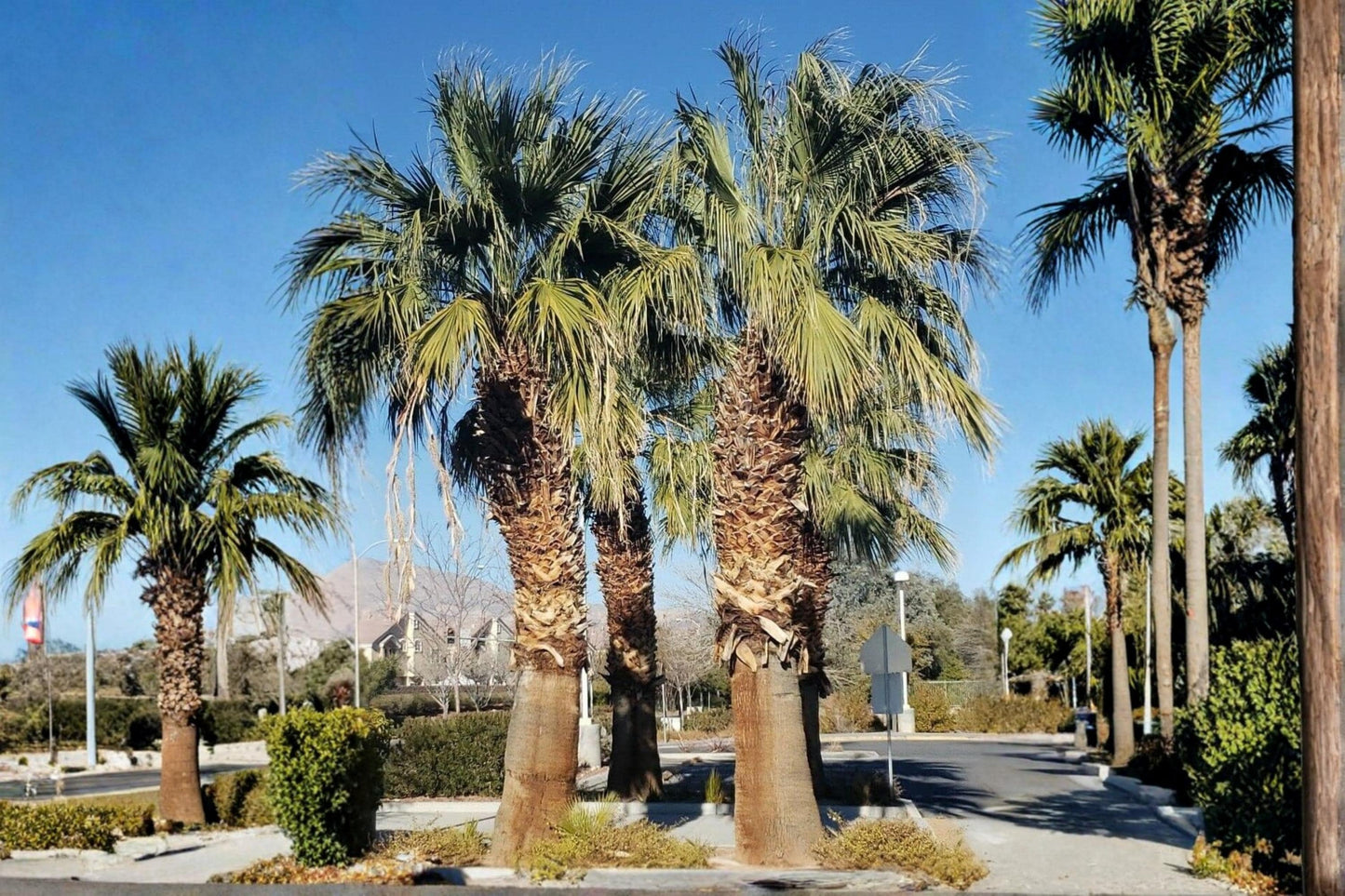 California Fan Palm Seeds - 5 Pack Washingtonia filifera - Drought Tolerant Palm for Desert Landscapes & Full Sun