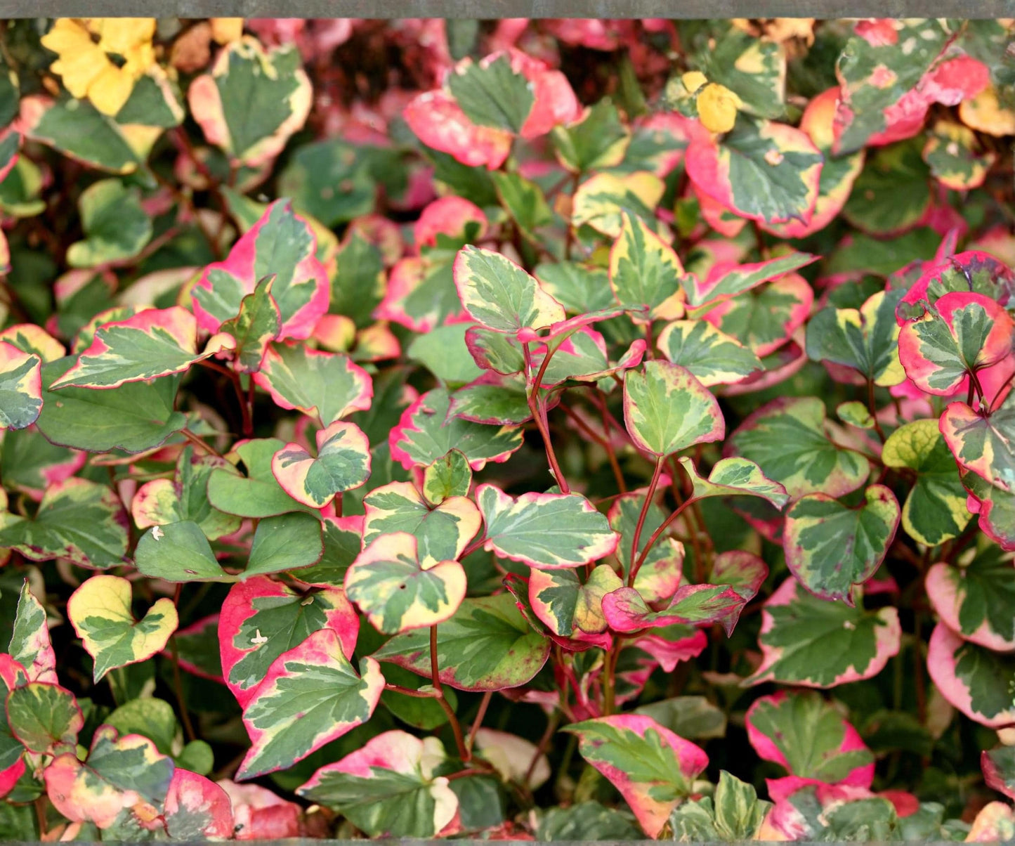 Chameleon Plant Live 2" Pot Houttuynia cordata 'Variegata' Hardy Aquatic Marginal Groundcover for Ponds & Bog Gardens