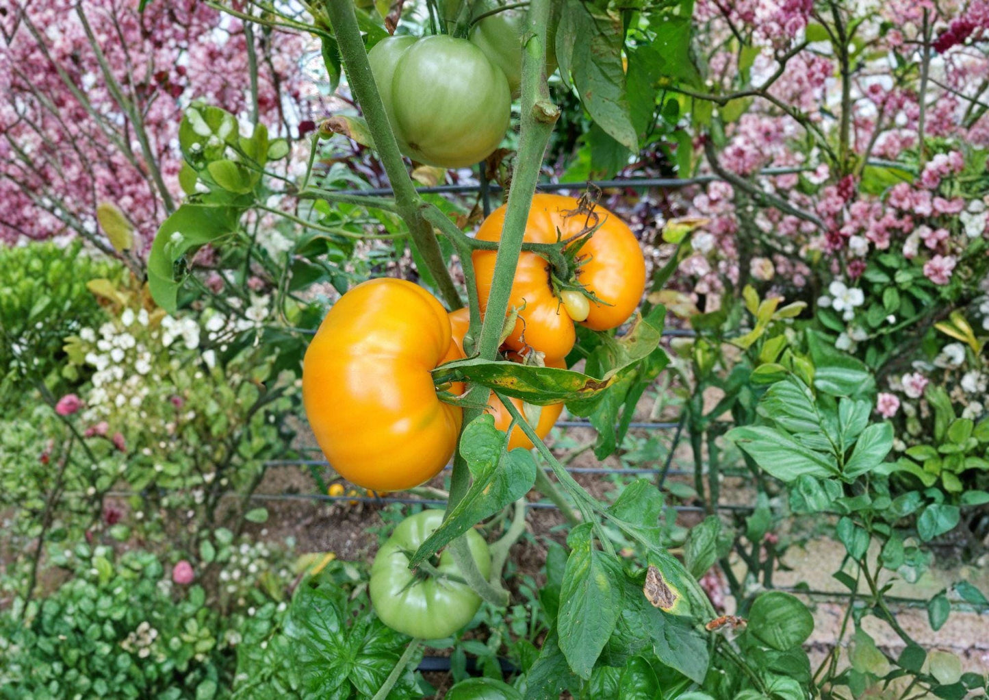 Yellow Brandywine Tomato Seeds - 120+ Heirloom Non-GMO Large Golden Slicing Seeds - Solanum Lycopersicum Gardening Supplies