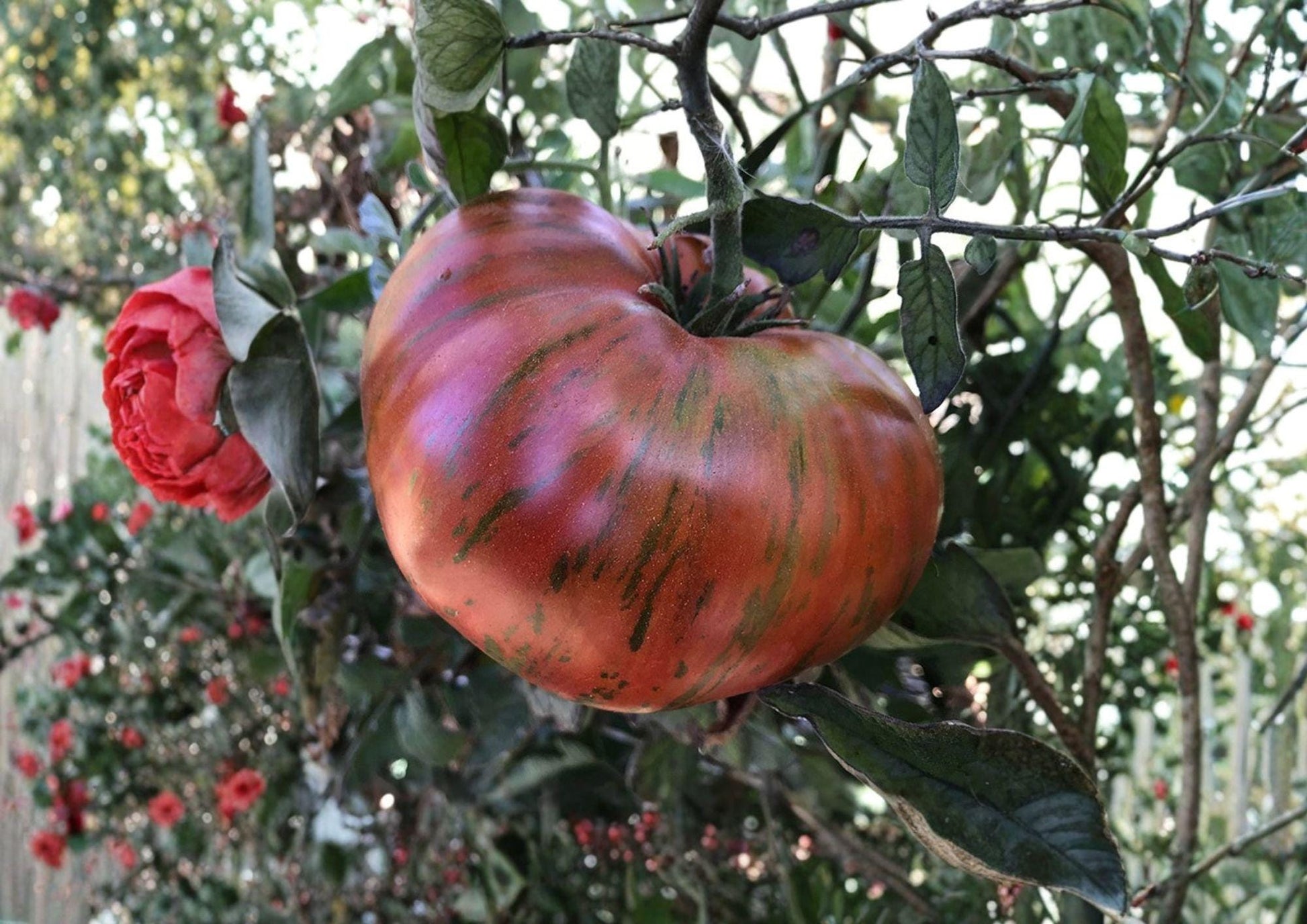 Chocolate Stripe Tomato Seeds - 120+ Heirloom Non-GMO Striped Dark Tomato (Solanum Lycopersicum) - Rare Fast Growing Garden Seeds