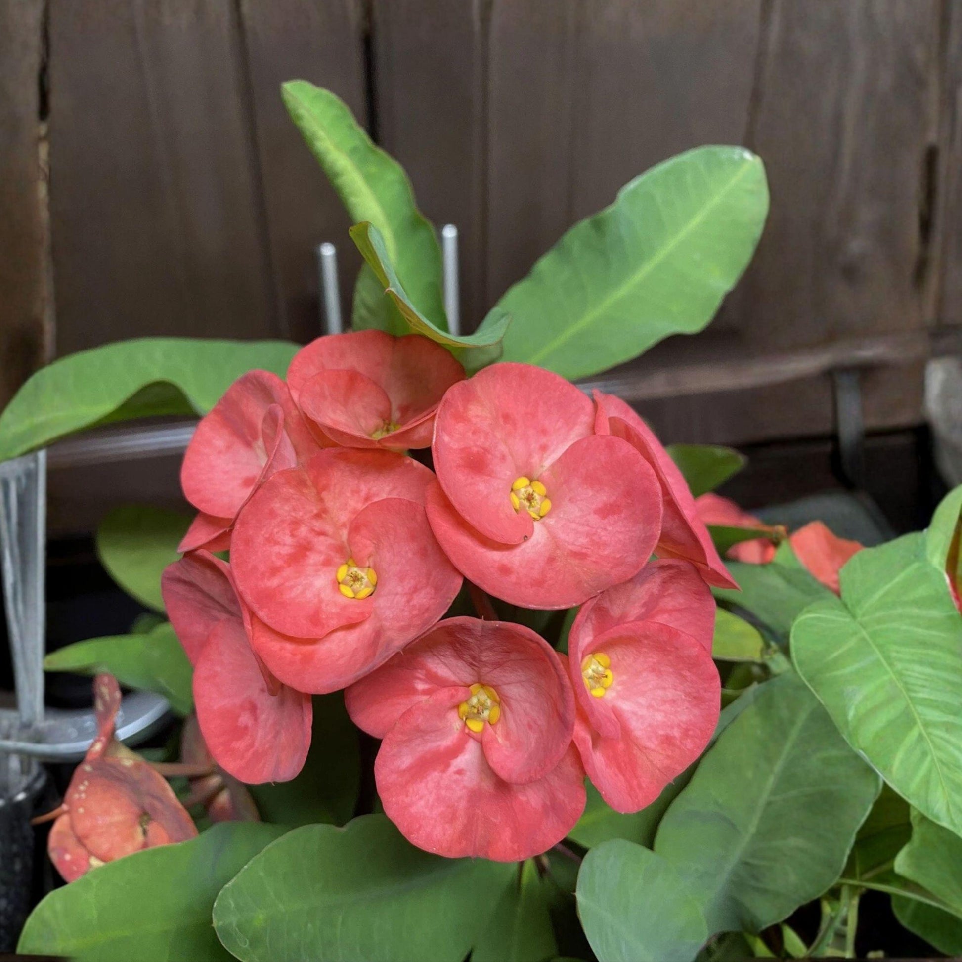 Coral Pink Crown of Thorns Cutting, Euphorbia milii Succulent Starter, Live Unrooted Plant for Propagation, Indoor & Outdoor Garden