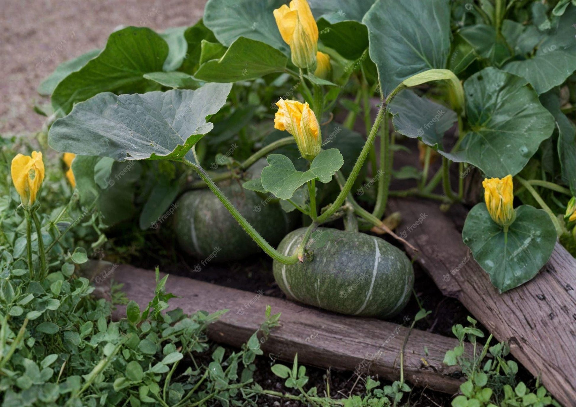 Sugar Pie Pumpkin Seeds - 20+ Heirloom Non-GMO Cucurbita Pepo for Sweet Baking - Small Pie Pumpkin Garden Planting Seeds