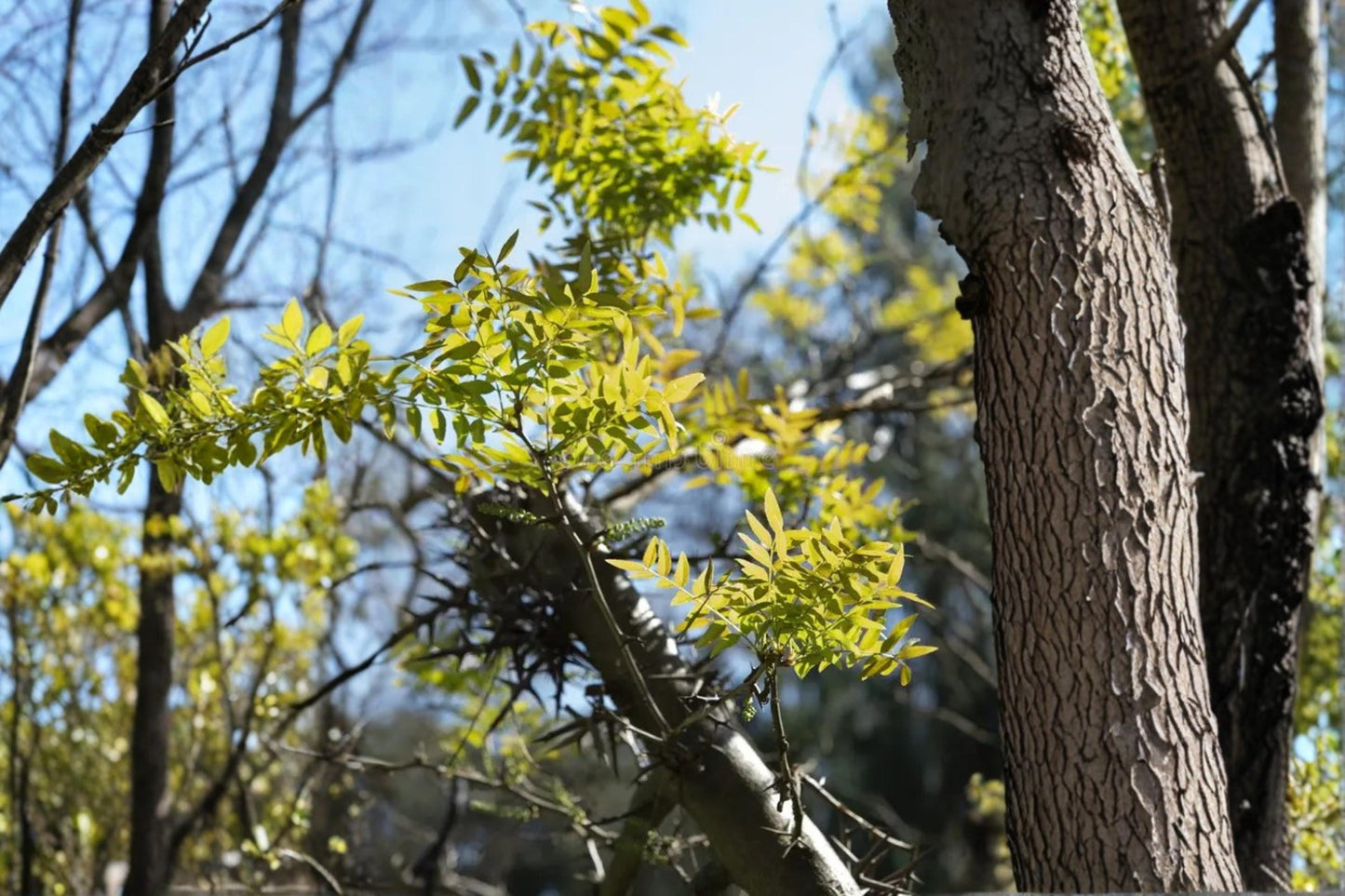 Chinese Honeylocust Seeds - 10 Pack - Gleditsia sinensis - Deciduous Ornamental Tree with Seed Pods and Greenish Flowers