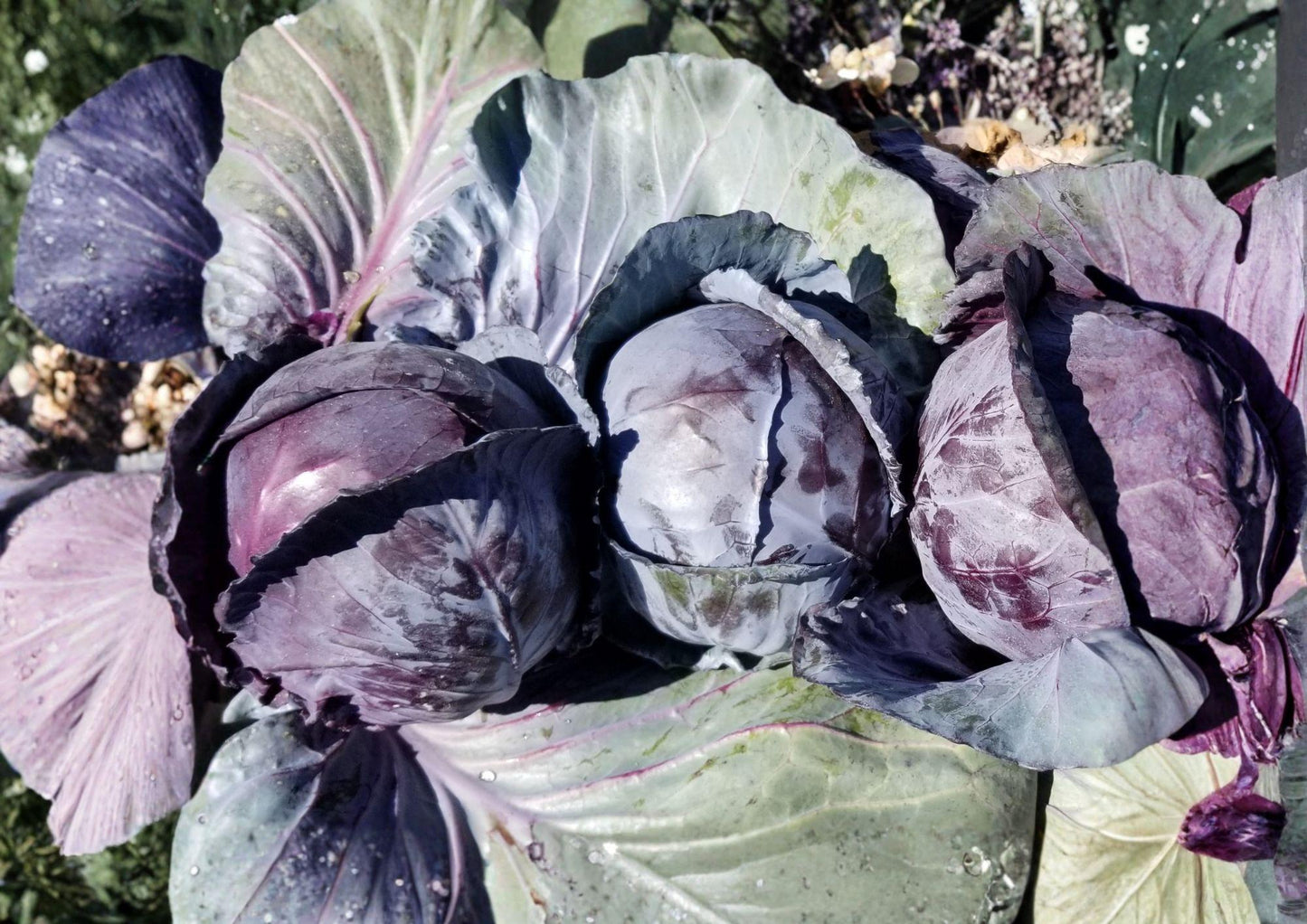 Red Acre Cabbage Seeds - 500+ Heirloom Non-GMO Purple Head Seeds - Brassica Oleracea for Early Vegetable Garden