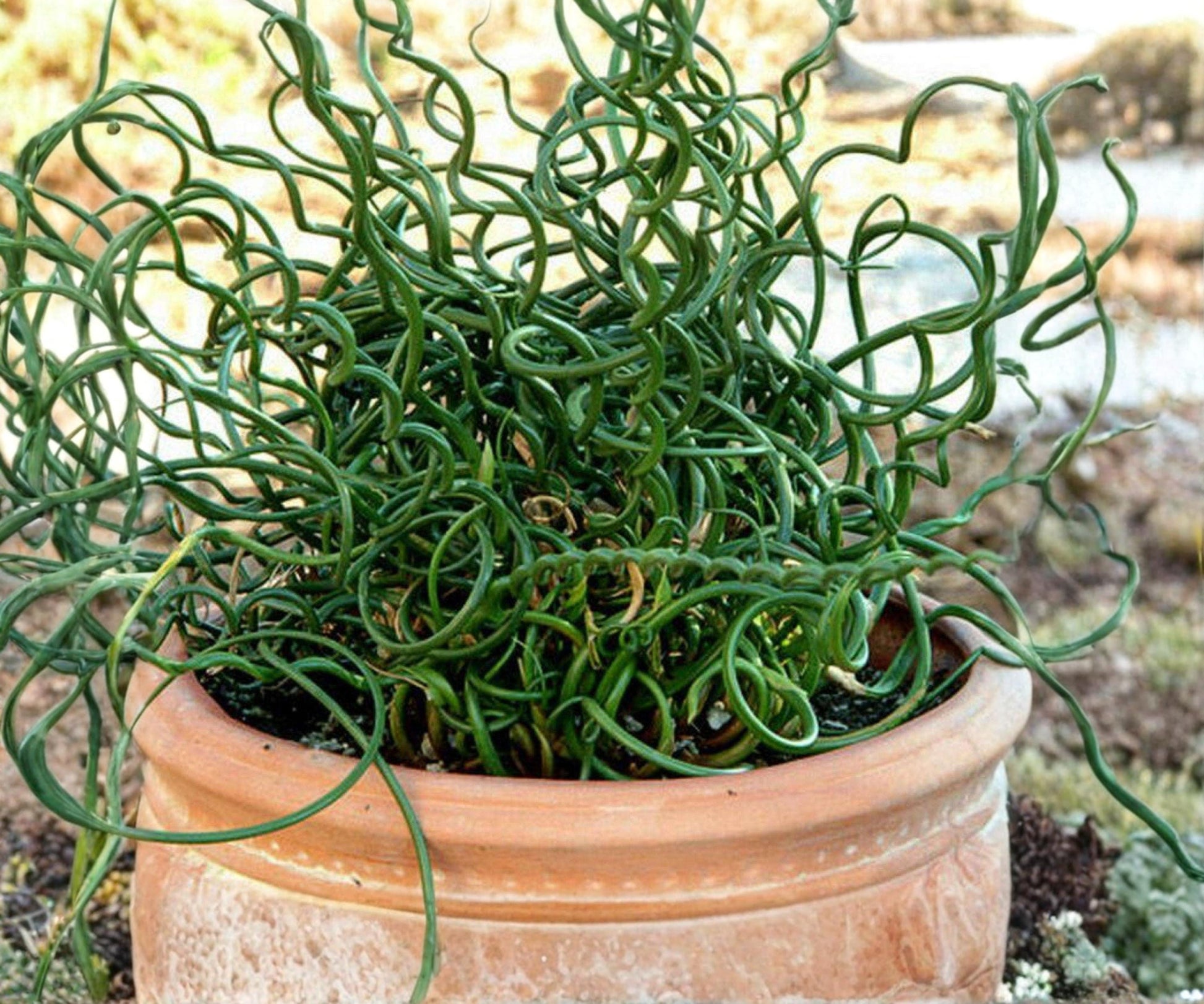 Live Corkscrew Rush Plant - 2" Pot - Curly Green Stems - Juncus effusus ‘Spiralis’ - Hardy Aquatic Marginal Pond Plant