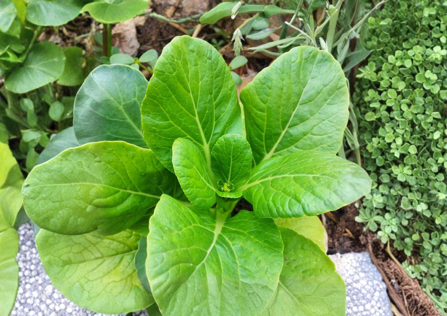 Pak Choi Seeds 500+ Heirloom Dwarf White Stem Bok Choy Non-GMO Brassica Rapa Asian Cabbage Garden Seeds