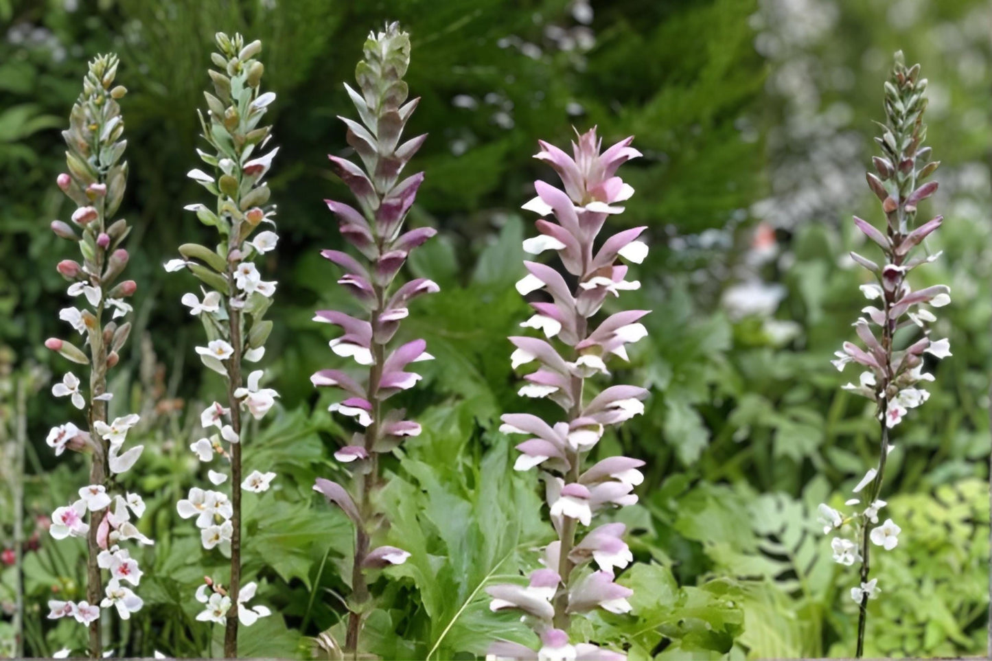Bear's Breeches Plant - 1 Live Root - Purple White Flowering Perennial - Acanthus mollis - Hardy Ornamental Shrub