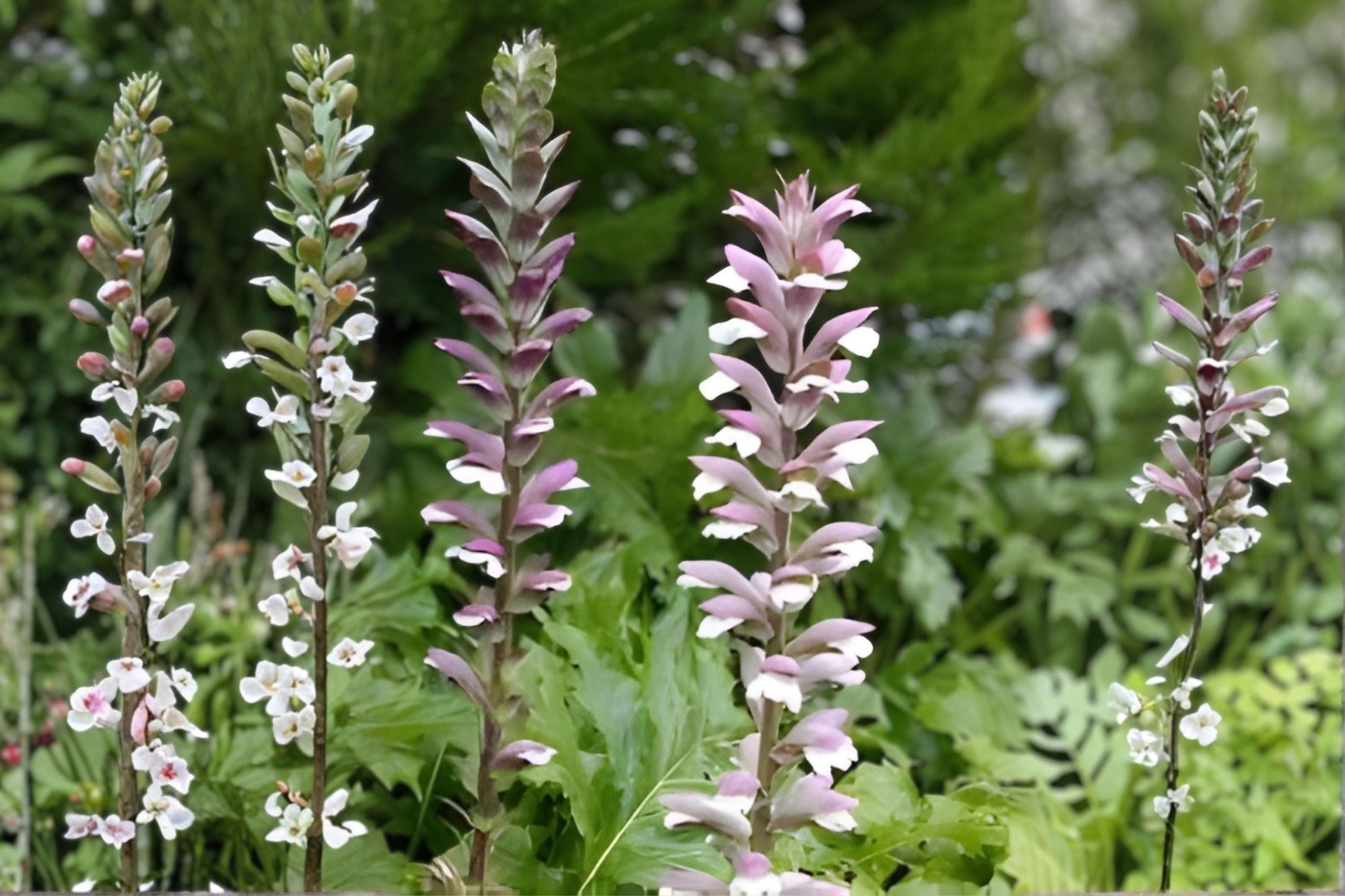 Bear's Breeches Plant - 1 Live Root - Purple White Flowering Perennial - Acanthus mollis - Hardy Ornamental Shrub