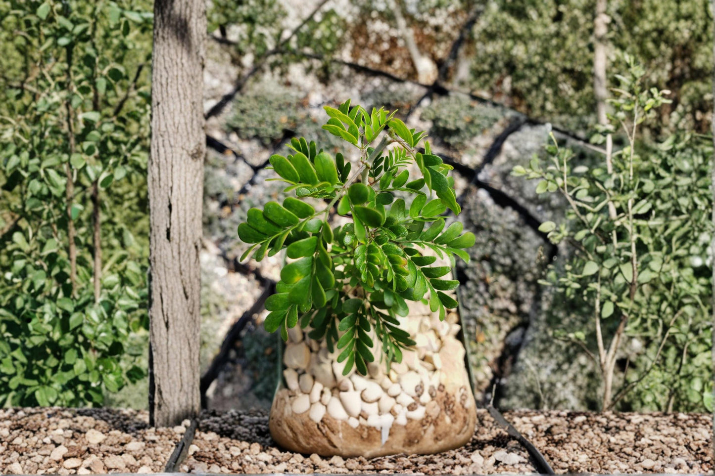 Texas Ebony Seeds - 10 Seeds - Pithecellobium flexicaule - Drought Tolerant Evergreen Tree for Arid Climates, Full Sun