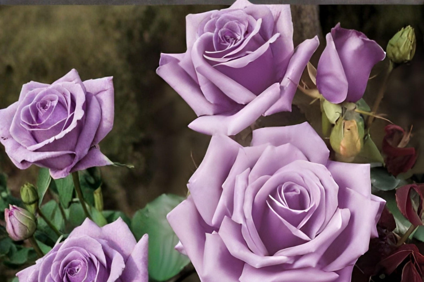 Blue Girl Rose Cuttings | 3 Live Unrooted Lavender Hybrid Tea Rose | Rosa ‘Blue Girl’ | Fragrant Blooms for Gardens