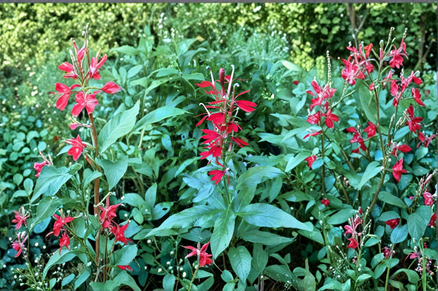Cardinal Flower Seeds 100 Count - Bright Red Lobelia cardinalis - Perennial Wildflower for Pollinator Gardens, Moist Soil