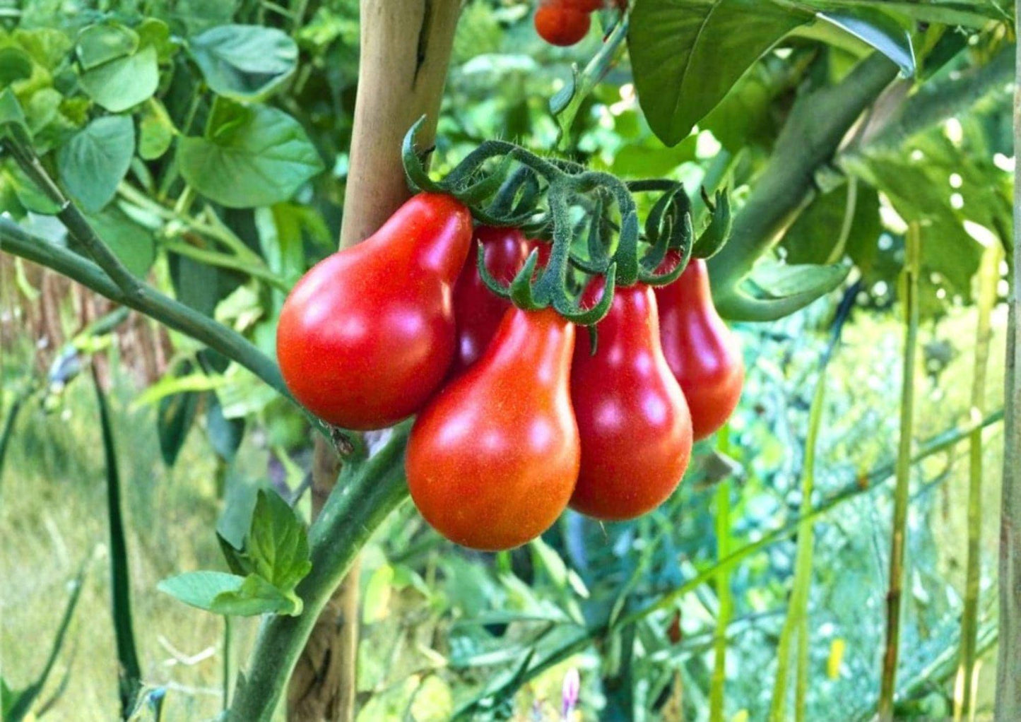 Red Pear Tomato Seeds - 120+ Heirloom Non-GMO Sweet Pear Shaped Cherry Tomato Seeds - Solanum Lycopersicum for Garden Planting