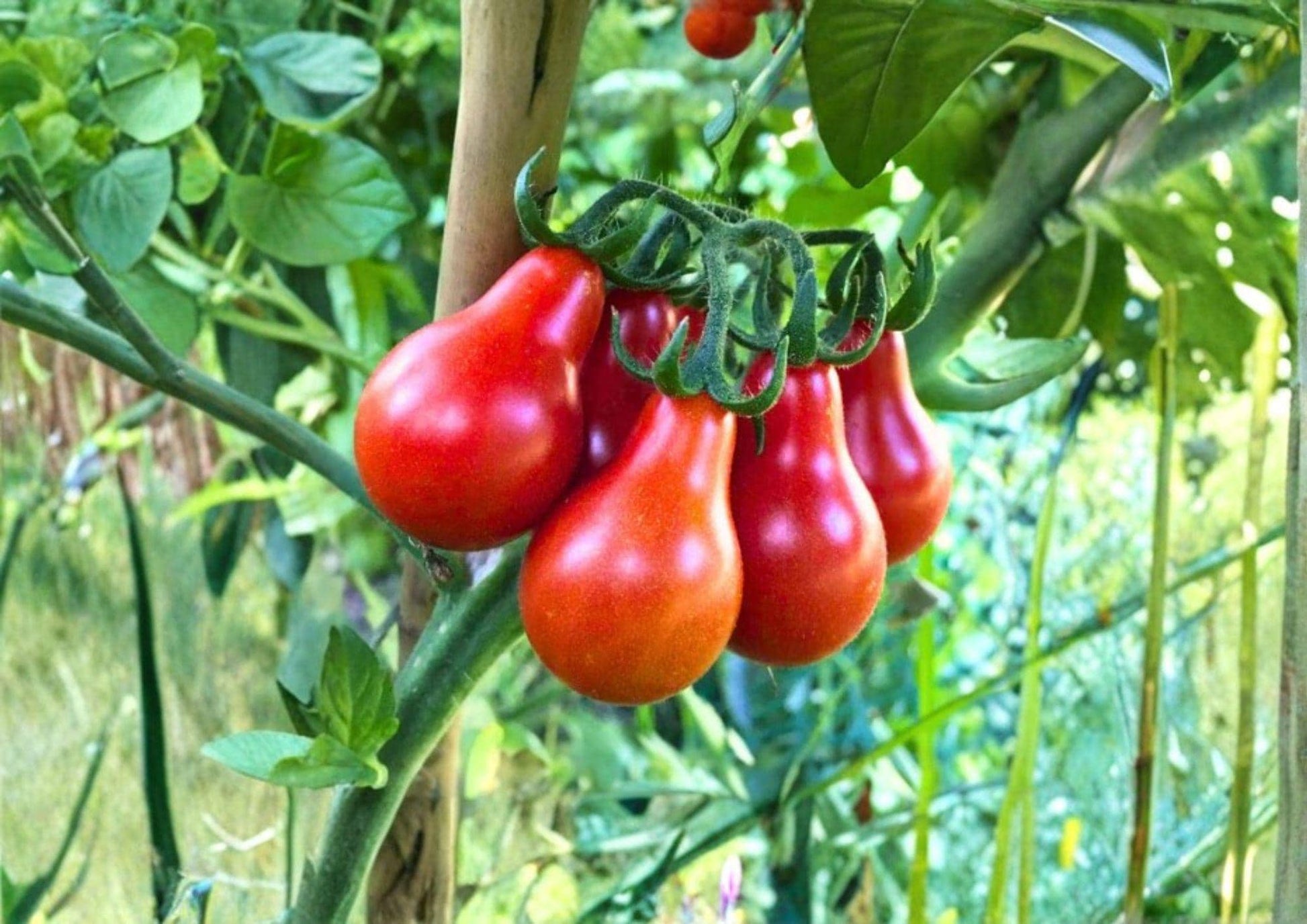 Red Pear Tomato Seeds - 120+ Heirloom Non-GMO Sweet Pear Shaped Cherry Tomato Seeds - Solanum Lycopersicum for Garden Planting