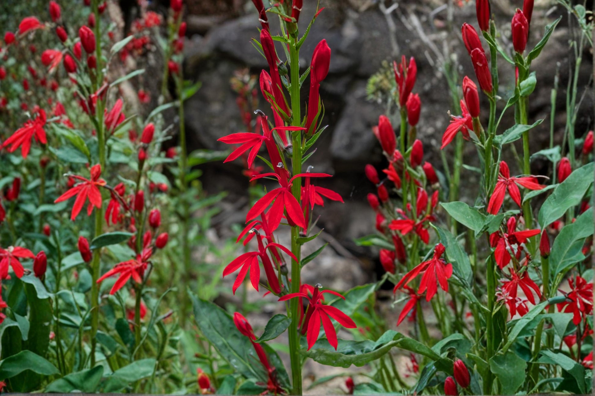 Cardinal Flower Seeds - 100 Perennial Seeds - Bright Red Lobelia cardinalis - Attracts Pollinators - Moist Soil Wildflower