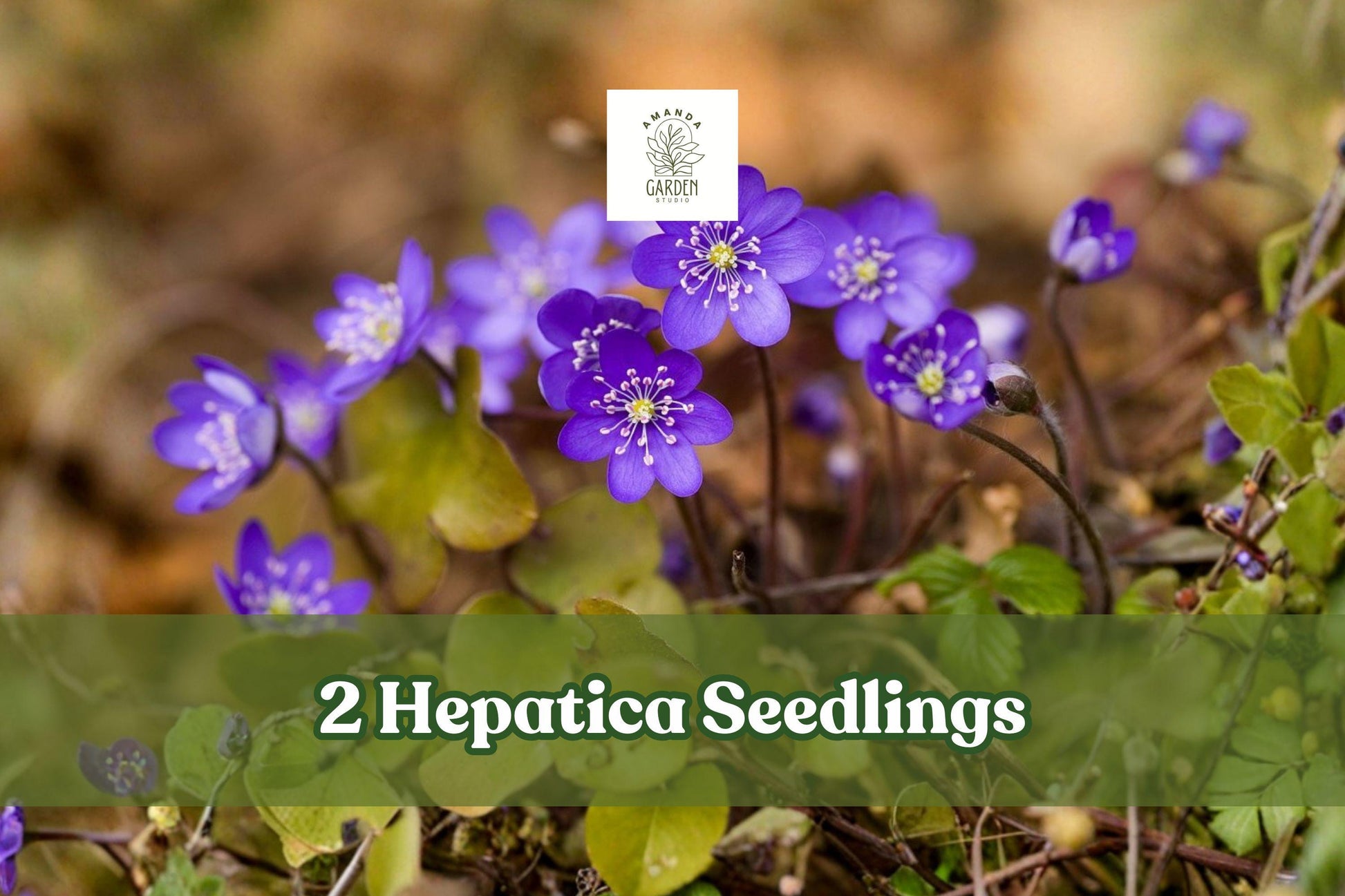 Hepatica Seedlings - 2 Live Early Spring Woodland Flowers, Blue/Purple/White, Hepatica nobilis - Ideal for Shade Gardens