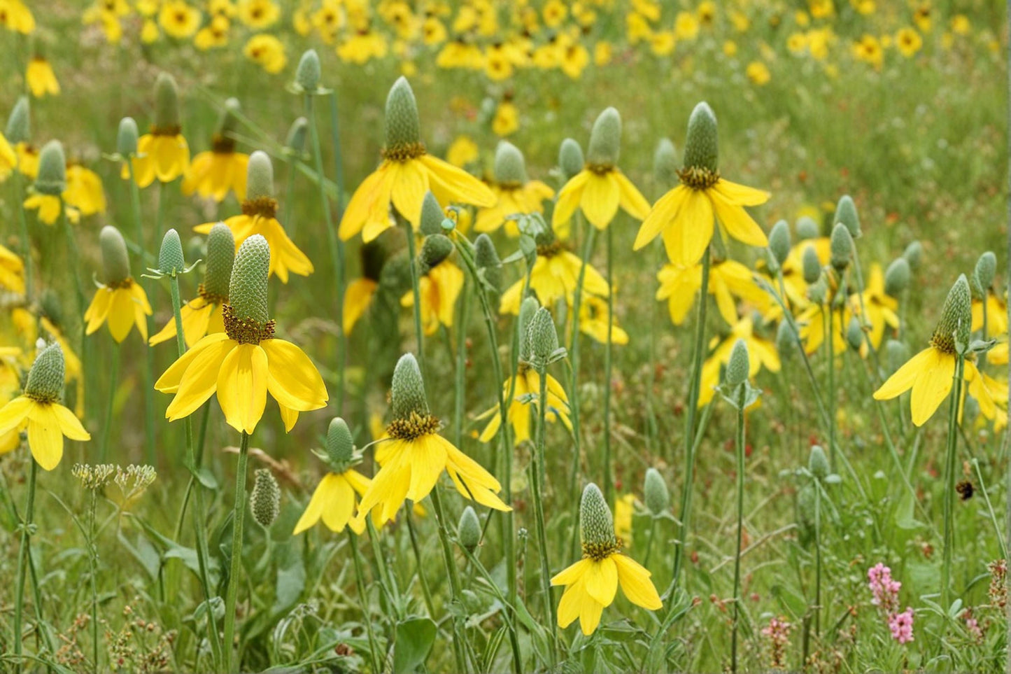 Prairie Coneflower Seeds - 100 Seeds - Yellow Perennial Wildflower - Ratibida columnifera - Drought Tolerant Pollinator Plant